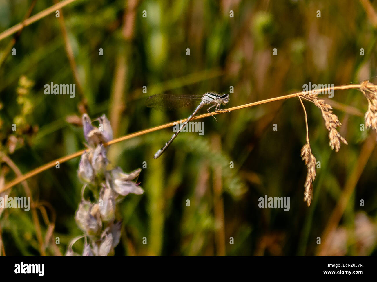 Questa è una foto di una libellula che si sta piegando la sua metà inferiore del suo corpo mentre poggia su un gambo marrone. Foto Stock