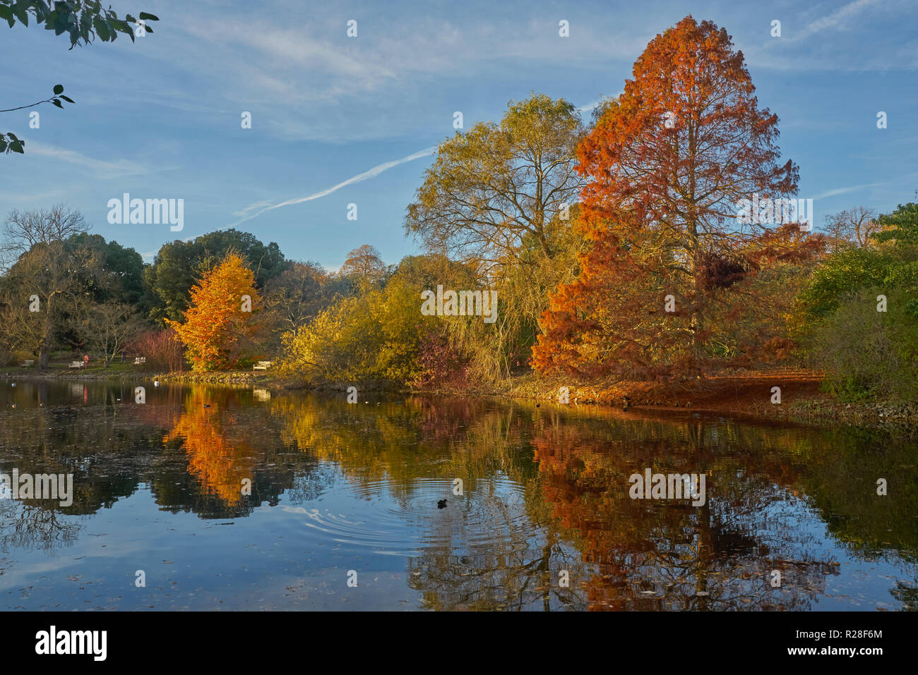 Londra REGNO UNITO. 17 nov. I colori autunnali presso il lago in kew gardens. Gli ultimi giorni di autunno sera sun. ©Marc Zakian alamy Credito: marc zakian/Alamy Live News Foto Stock