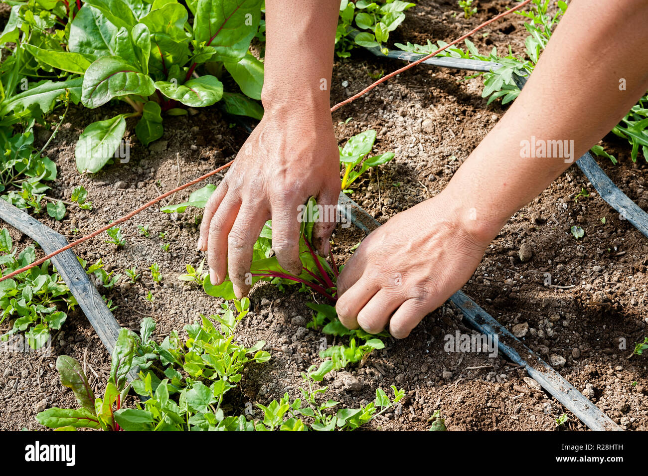 Un uomo tira e rimuove le erbacce da attorno ad un impianto di bietole in giardino. Foto Stock