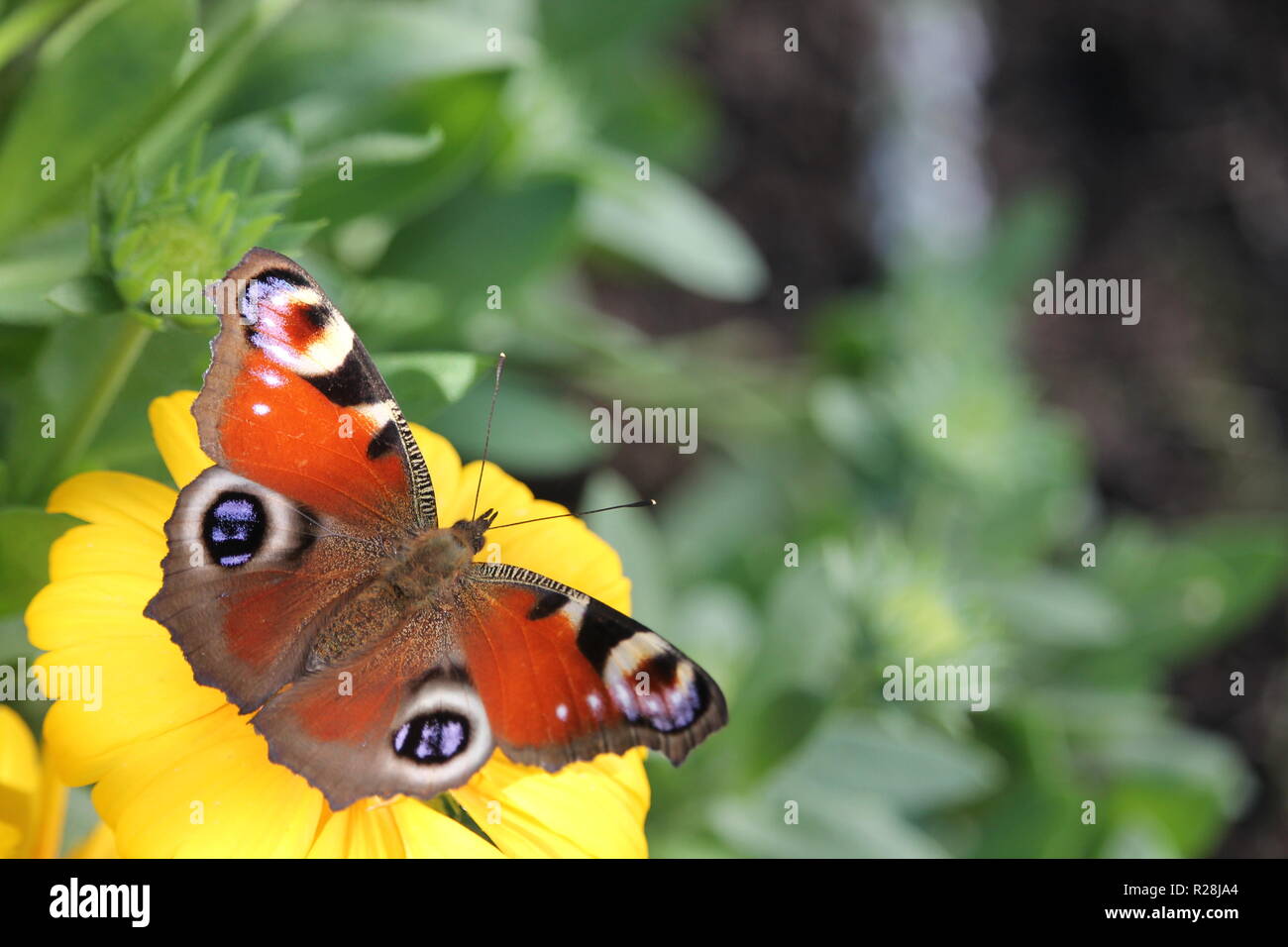 Aglais io, il Parlamento peacock, più comunemente noto semplicemente come il pavone farfalla È una farfalla colorata. Foto Stock