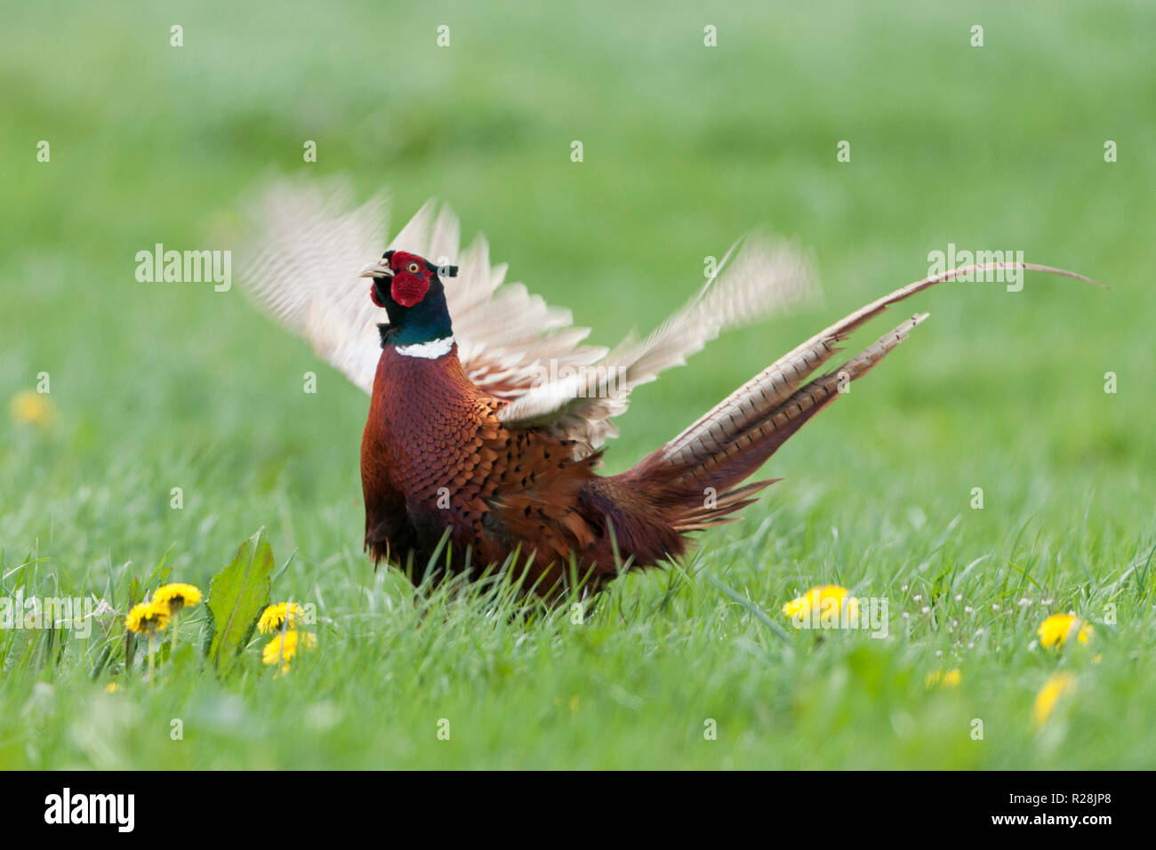 Maschio di fagiano comune sbattimenti ali derbyshire Inghilterra Foto Stock