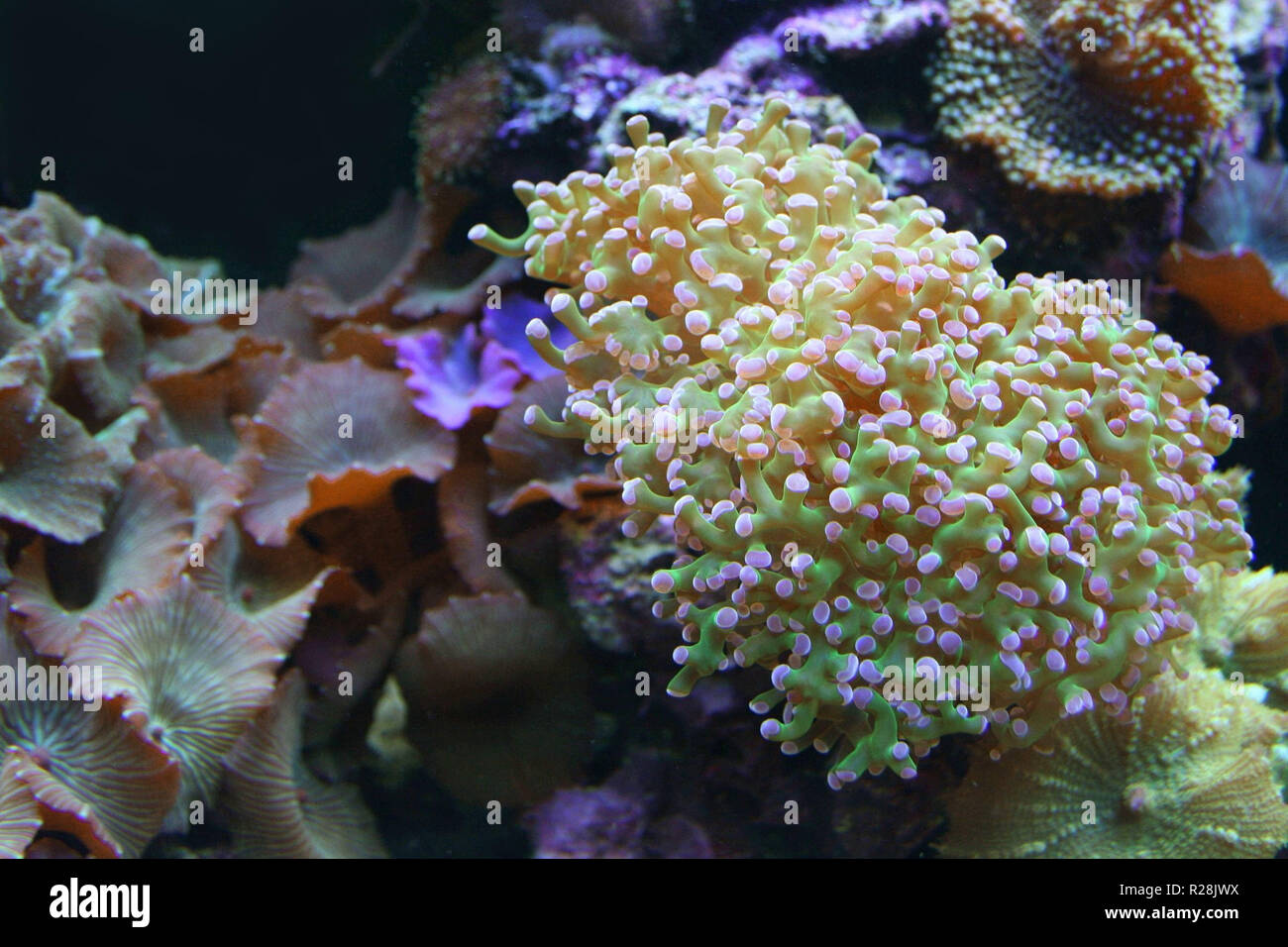 Pesce tropicale, meduse e coralli. Abitanti di barriere coralline. Foto Stock