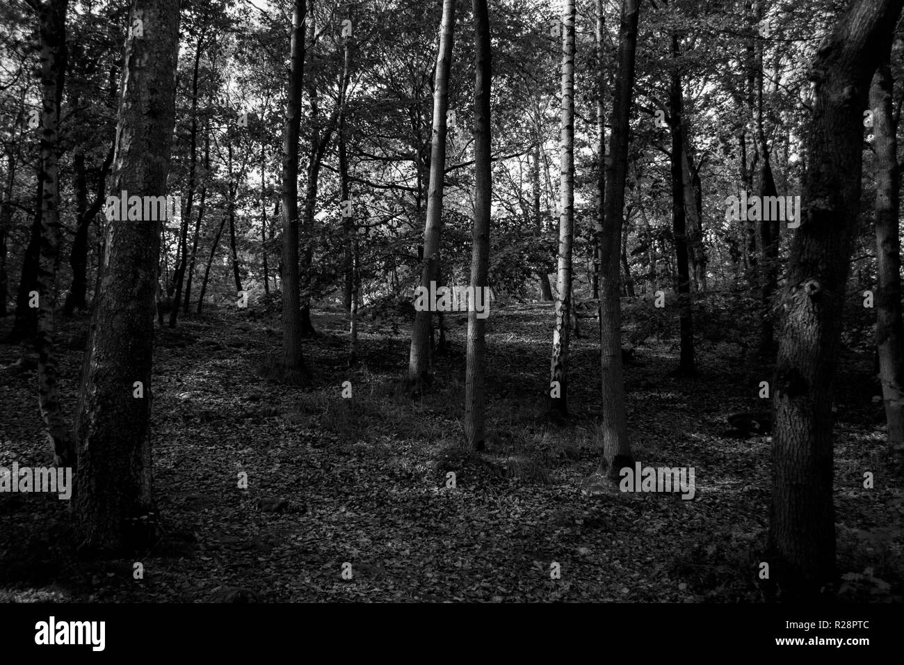 Legno bianco e nero monocromatico in autunno guardando verso l'alto a Slottsskogen, Gothenburg, Svezia Foto Stock
