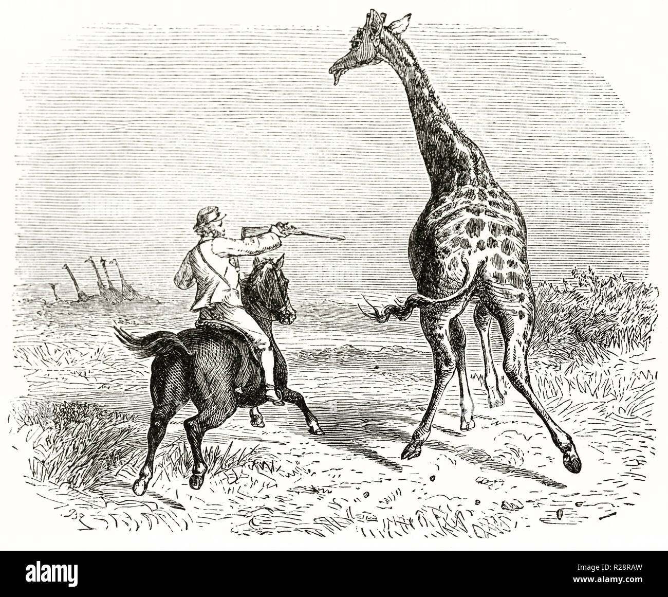 Vecchia immagine raffigurante hunter Charles Baldwin caccia giraffe. Da autore non identificato, publ. in Le Tour du Monde, Parigi, 1863 Foto Stock