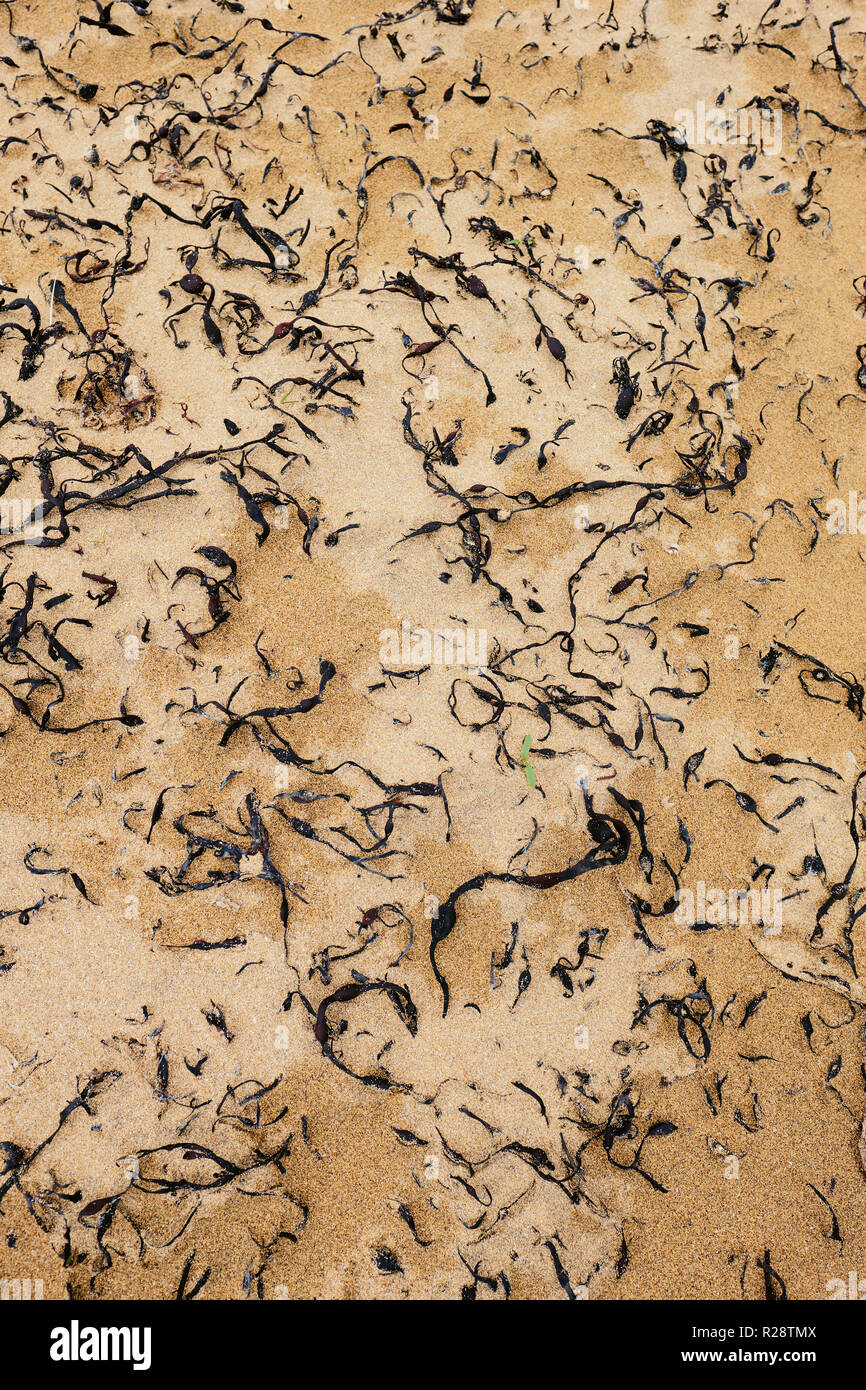 Le alghe e la sabbia su una spiaggia sullo sfondo della natura Foto Stock