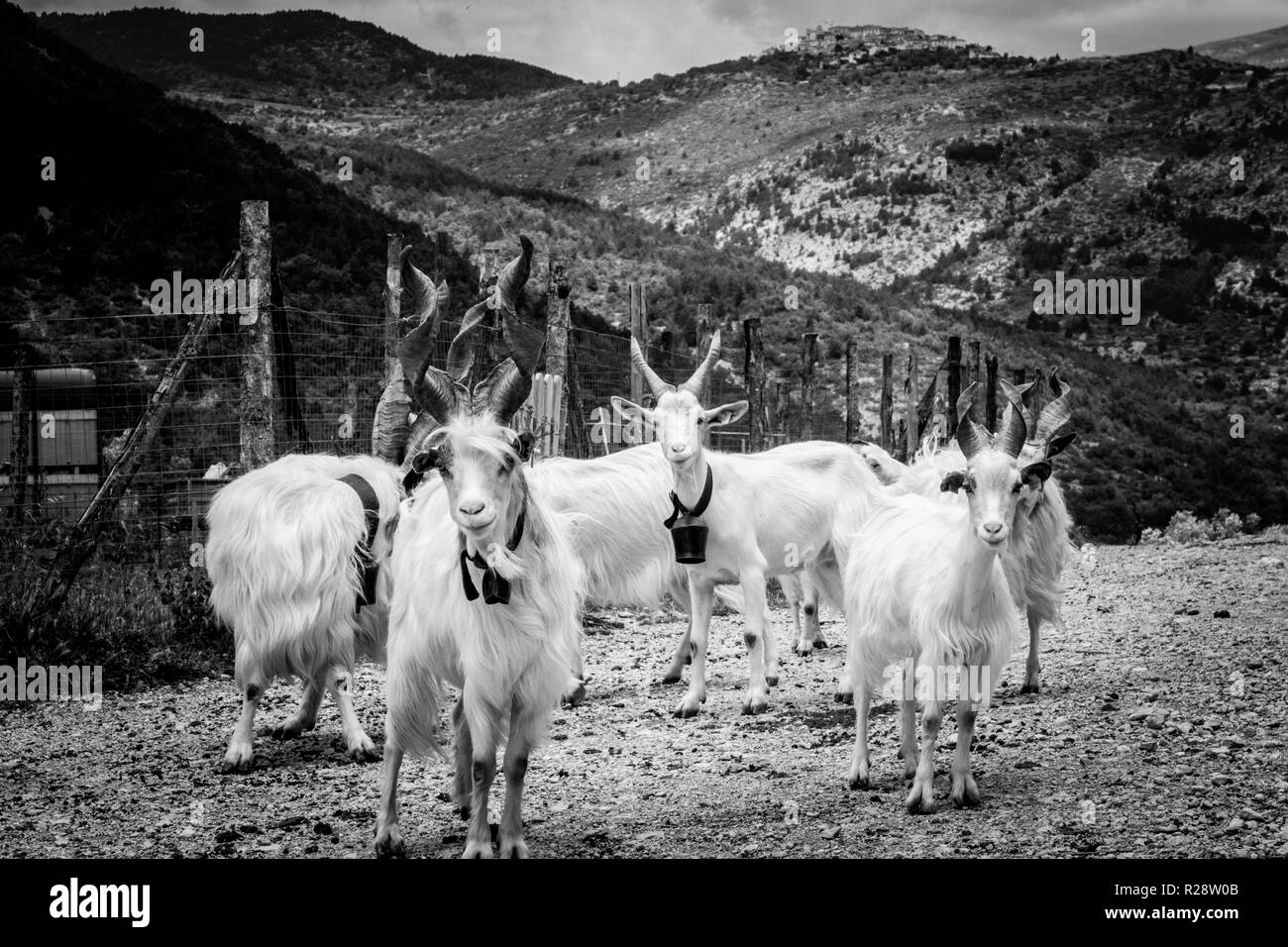 La razza girgentana è comunemente ammirato per le indubbie particolare forma delle corna. Ci è la speculazione che razza di conservare la sua origine distanti Foto Stock