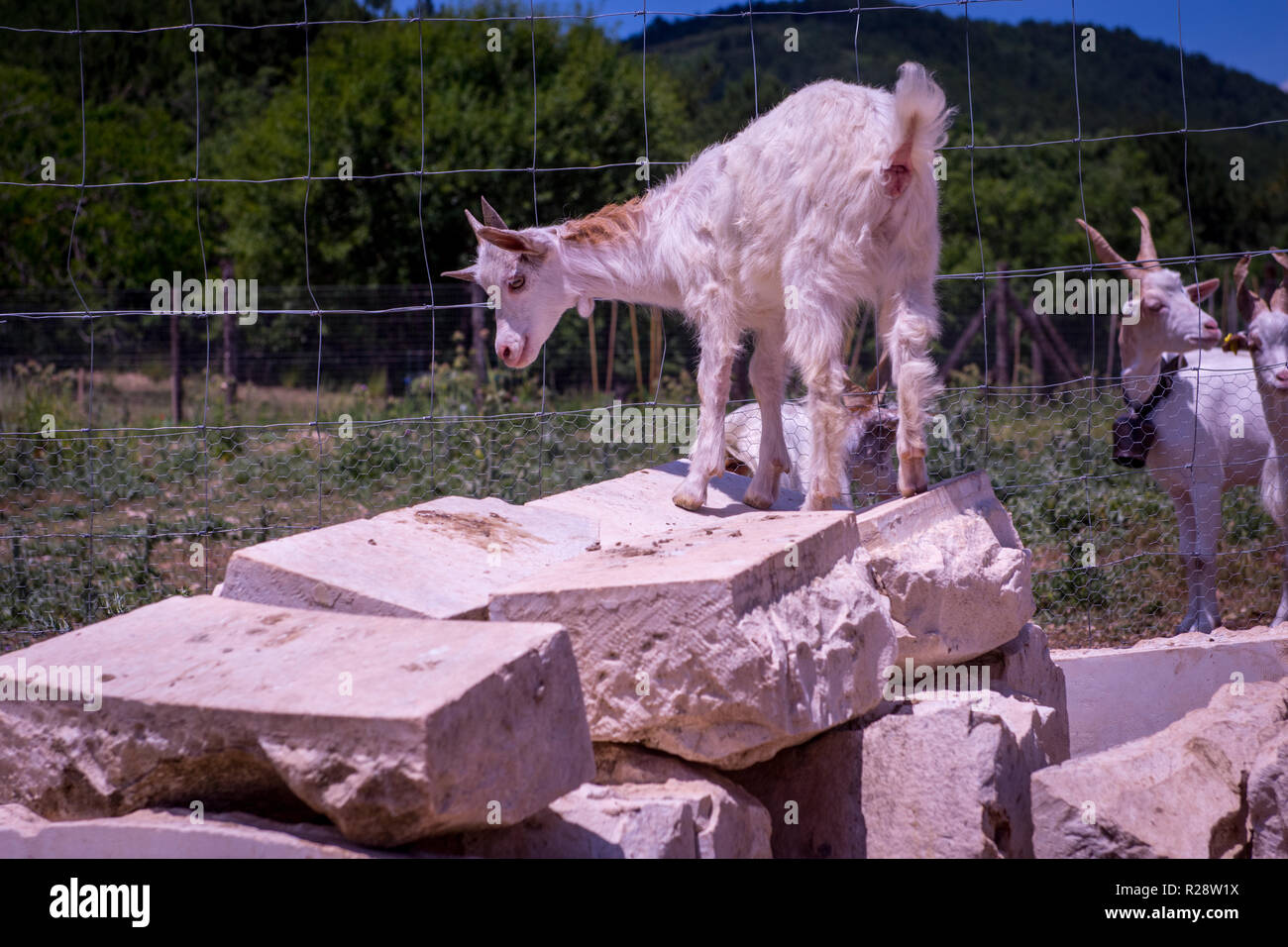 La razza girgentana è comunemente ammirato per le indubbie particolare forma delle corna. Ci è la speculazione che razza di conservare la sua origine distanti Foto Stock