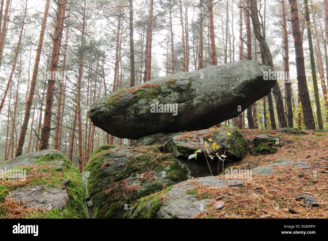 Pietra basculante in pineta, Repubblica Ceca Foto Stock