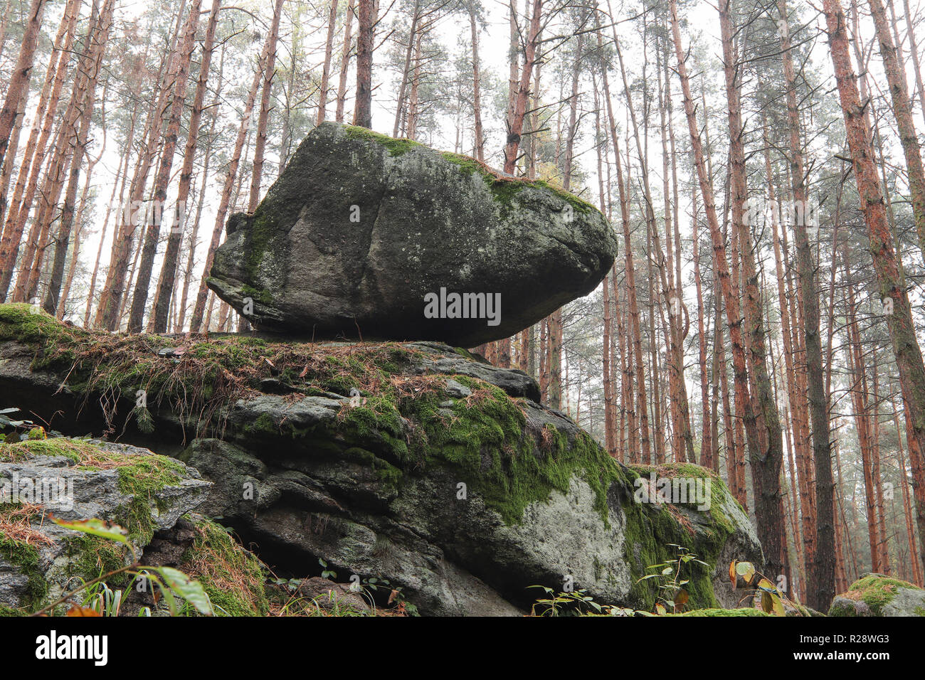Pietra basculante in pineta, Repubblica Ceca Foto Stock