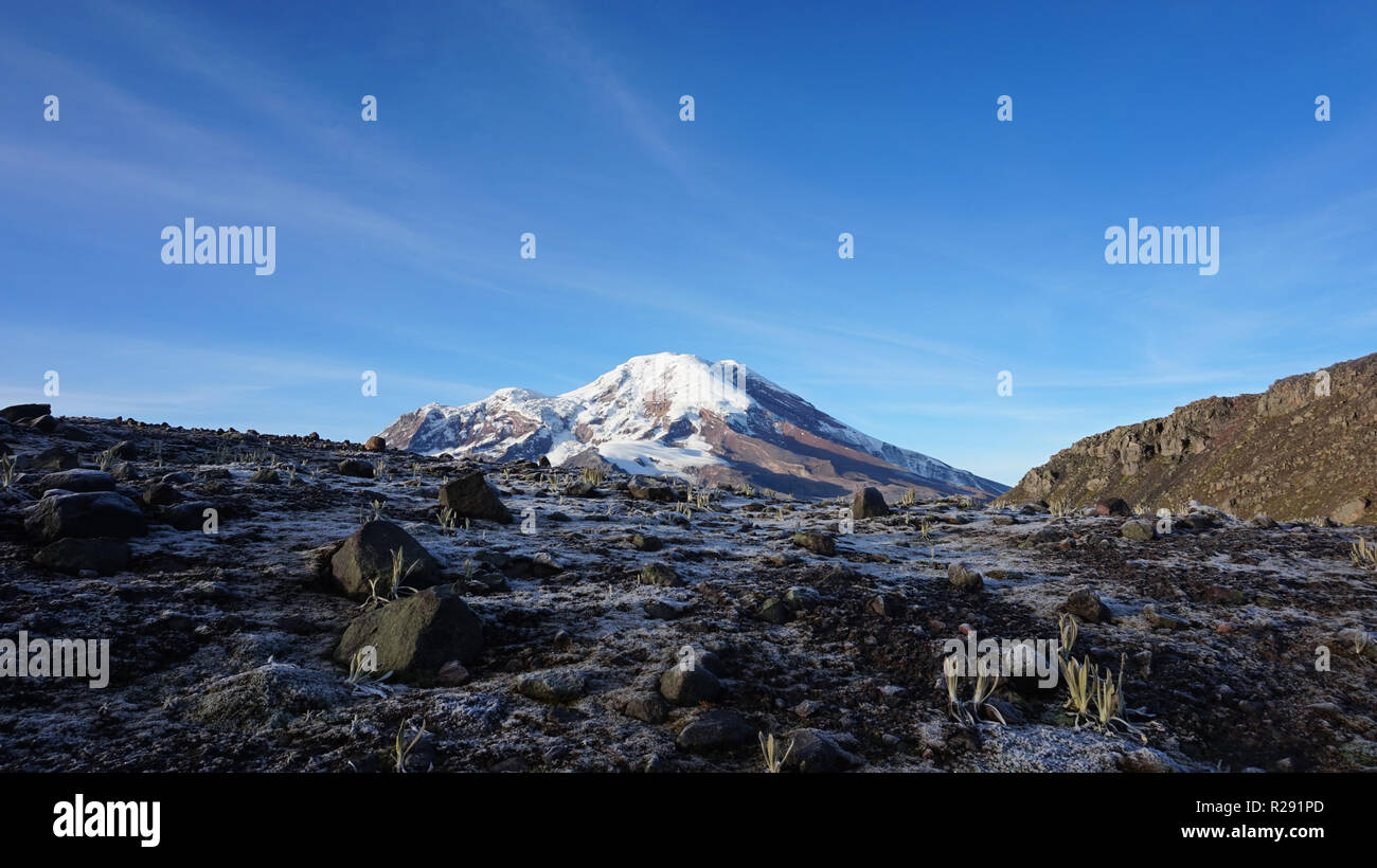 Vista della brughiera piante con Vulcano Chimborazo in background Foto Stock