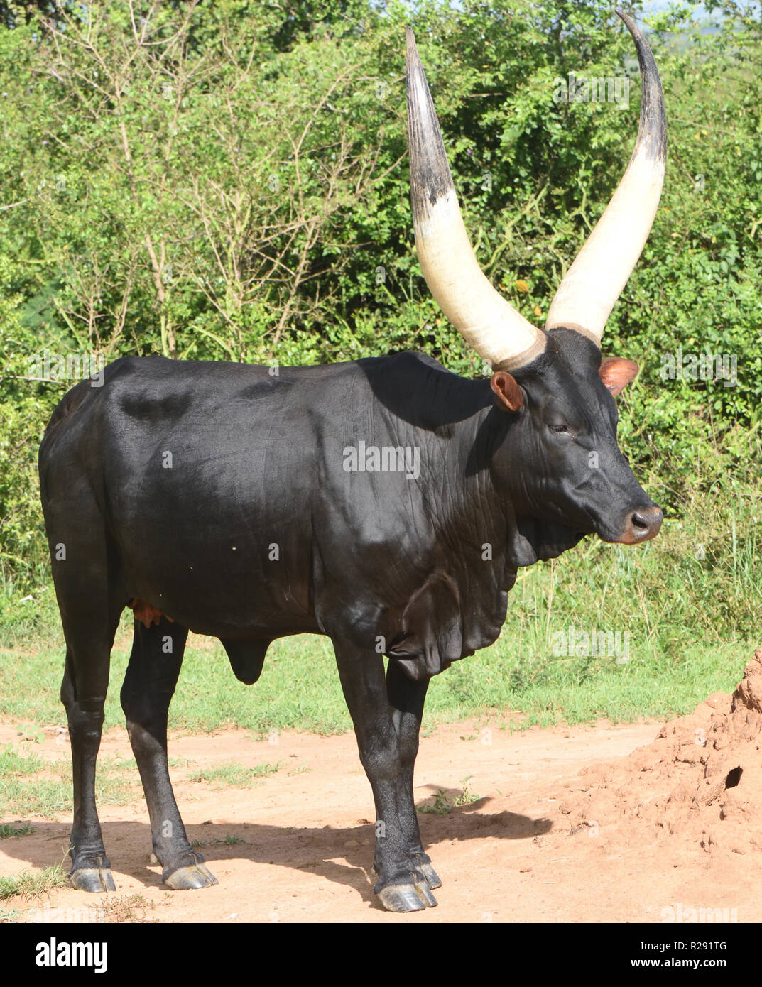 Enorme cornuto Sanga bovini vengono mantenuti per la carne e il latte e selettivamente allevati per diverse forme di corno da diverse tribù. Il bestiame è notevole Foto Stock