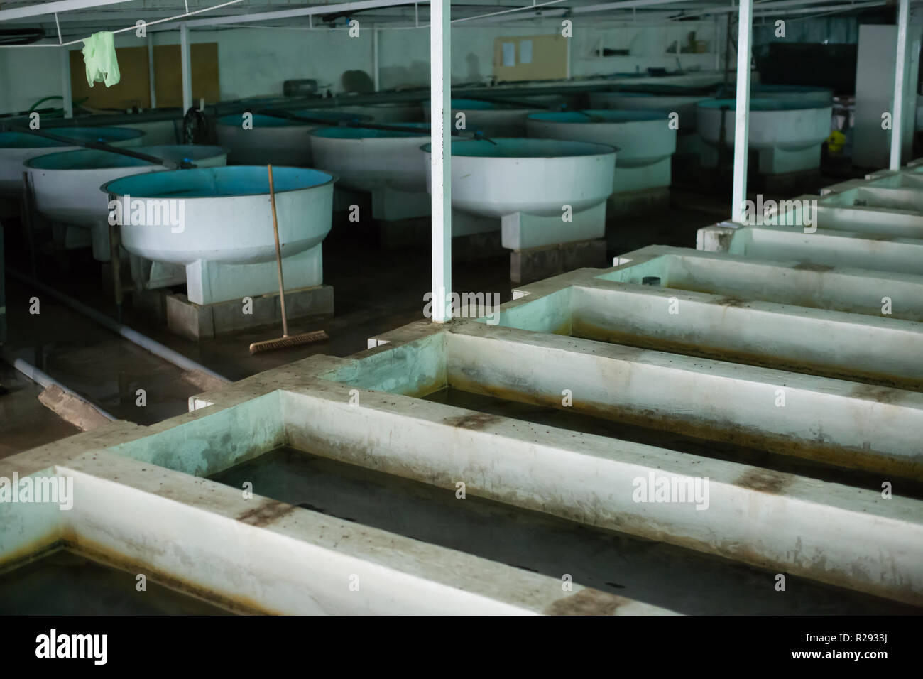 Vasche di pesci e incubatori per l'allevamento di storioni sul commerciale  fattoria di pesce Foto stock - Alamy