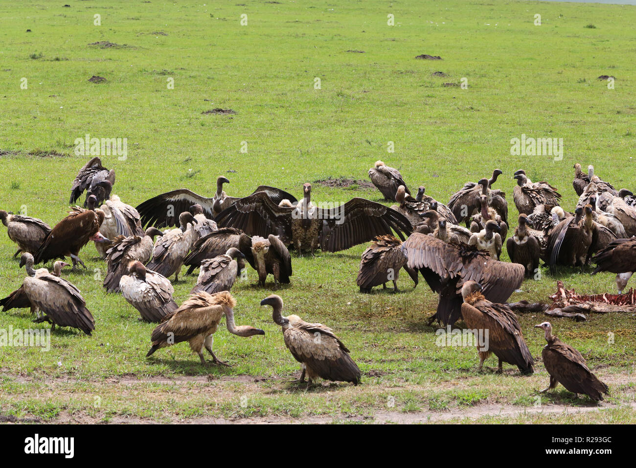 Gli avvoltoi sono off che assorbe un gnu carcassa da un kill da cinque ghepardi in Masai Mara Game Park, Narok County, in Kenya. Foto Stock