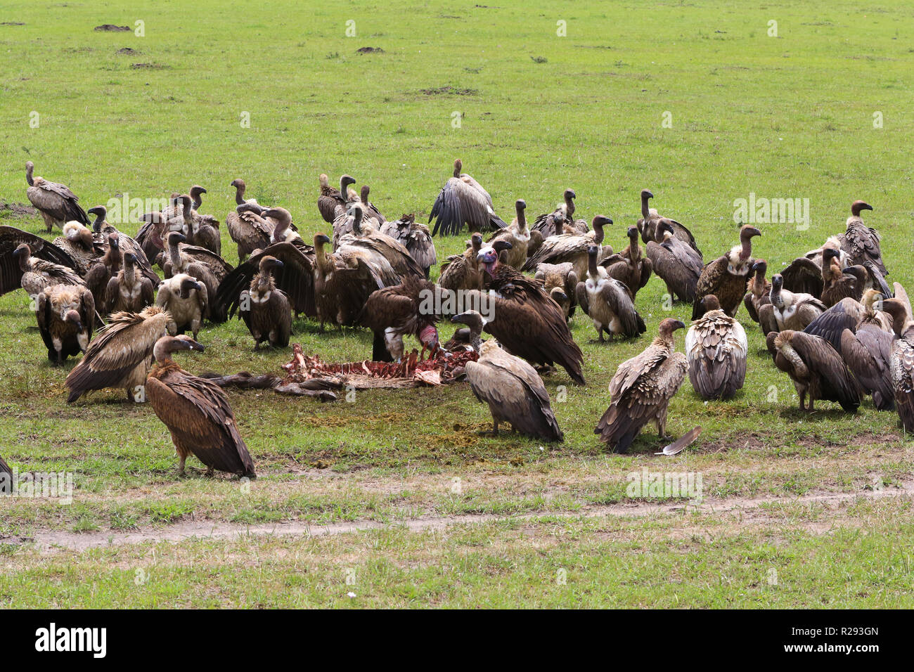 Gli avvoltoi sono off che assorbe un gnu carcassa da un kill da cinque ghepardi in Masai Mara Game Park, Narok County, in Kenya. Foto Stock