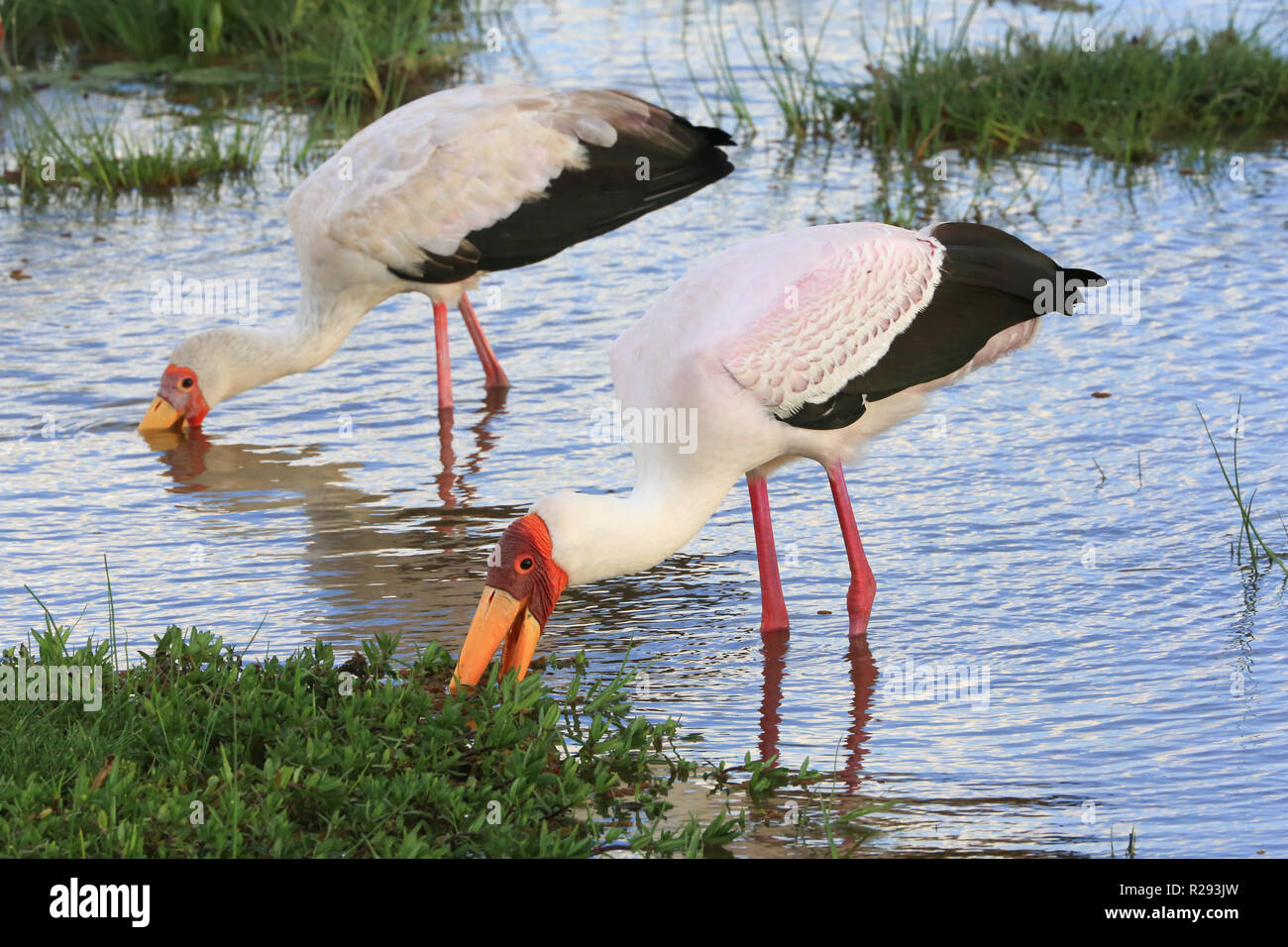 Due giallo-fatturati cicogne in piedi in una palude e alimentando ad Amboseli National Park, Kajiado County, in Kenya. Foto Stock