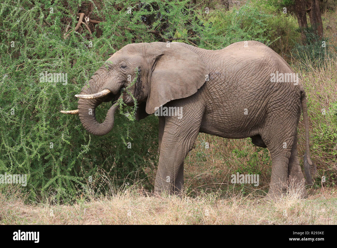 Un elefante alimentazione sulla vegetazione di acacia al Lake Manyara National Park, Regione di Arusha, Tanzania. Foto Stock