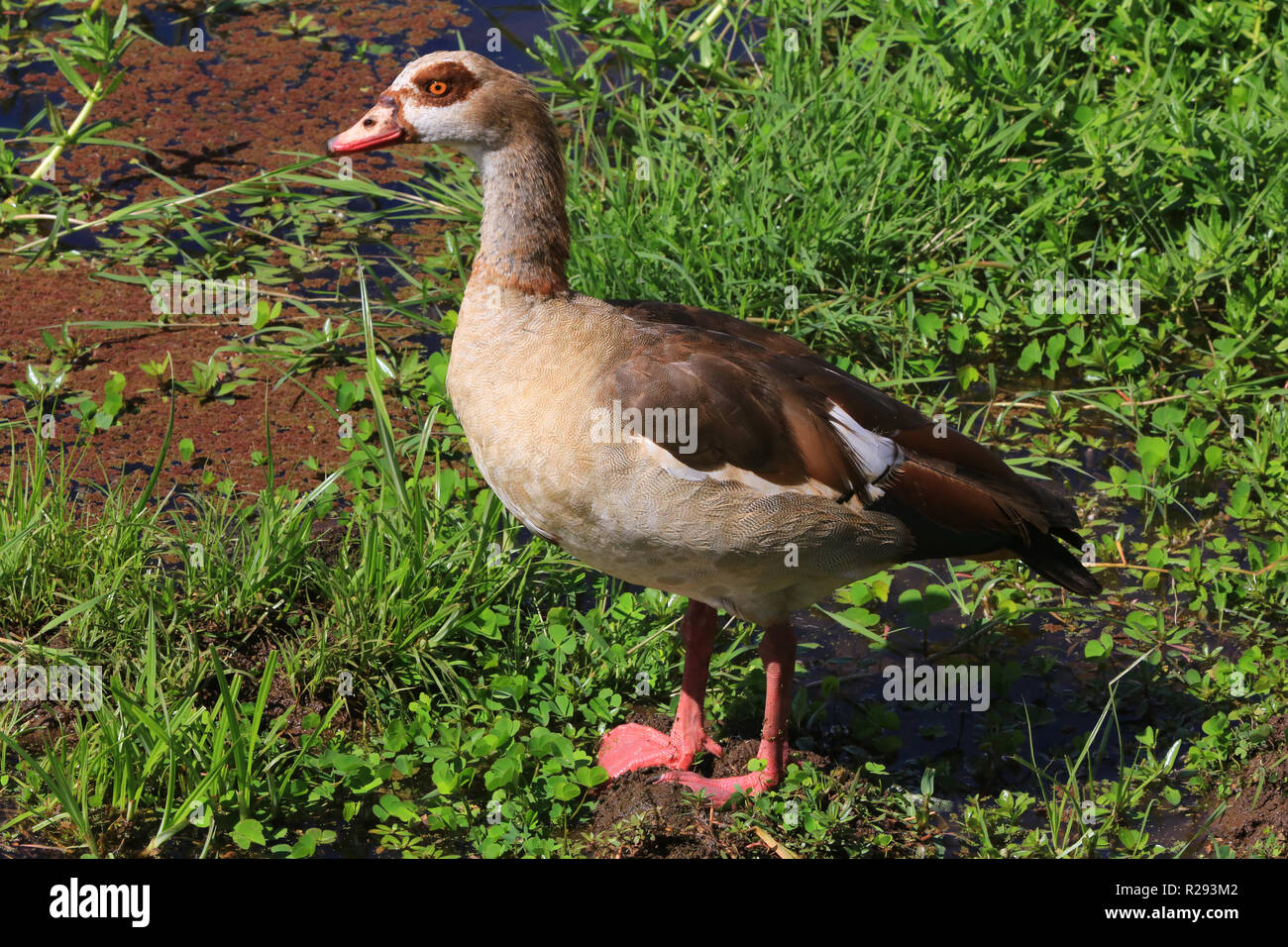 Oca egiziana al Lake Manyara National Park, Regione di Arusha, Tanzania. Foto Stock