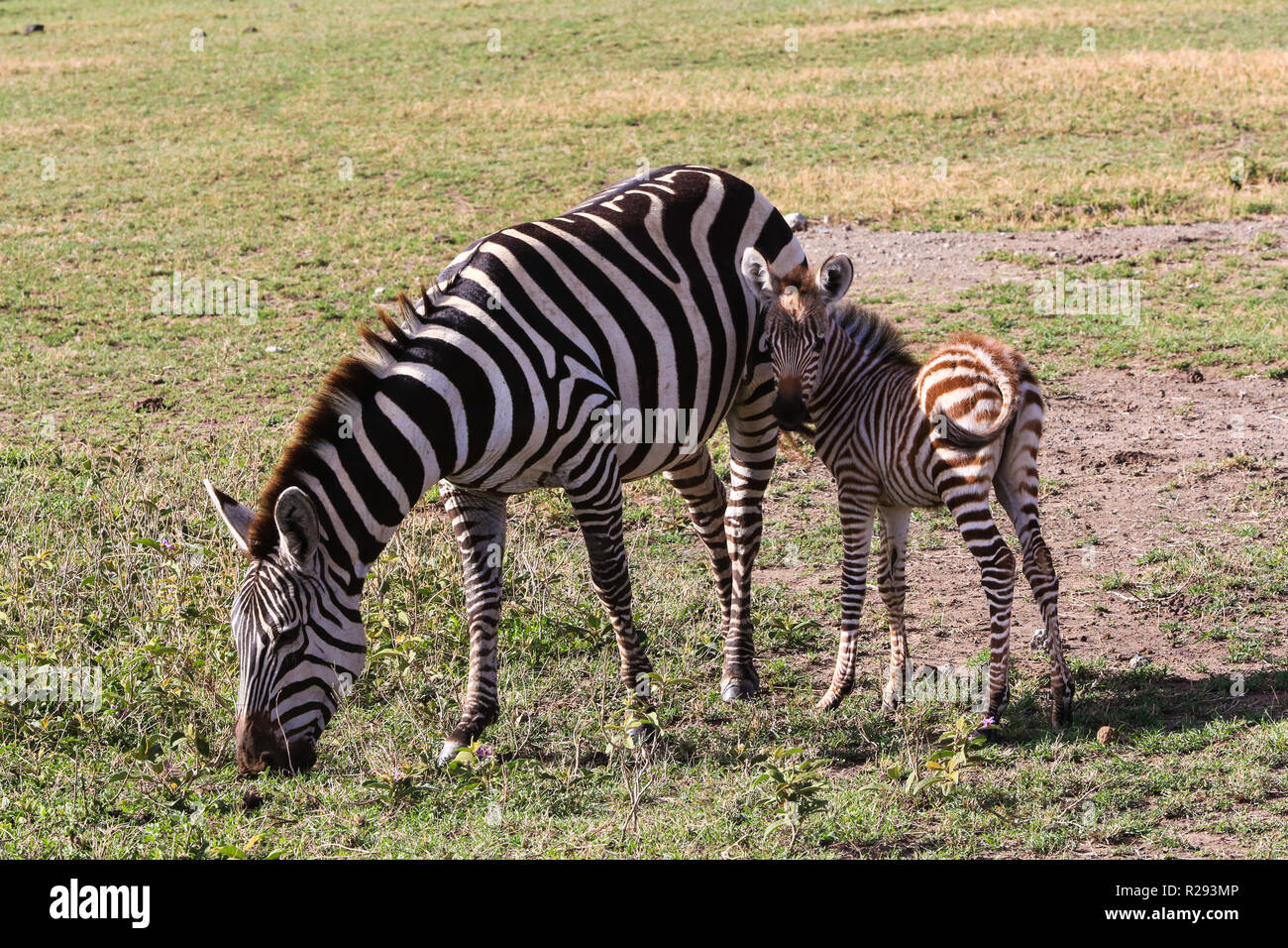 Una zebra la madre e il bambino a Ngorongoro Conservation Area, Regione di Arusha, Tanzania. Foto Stock