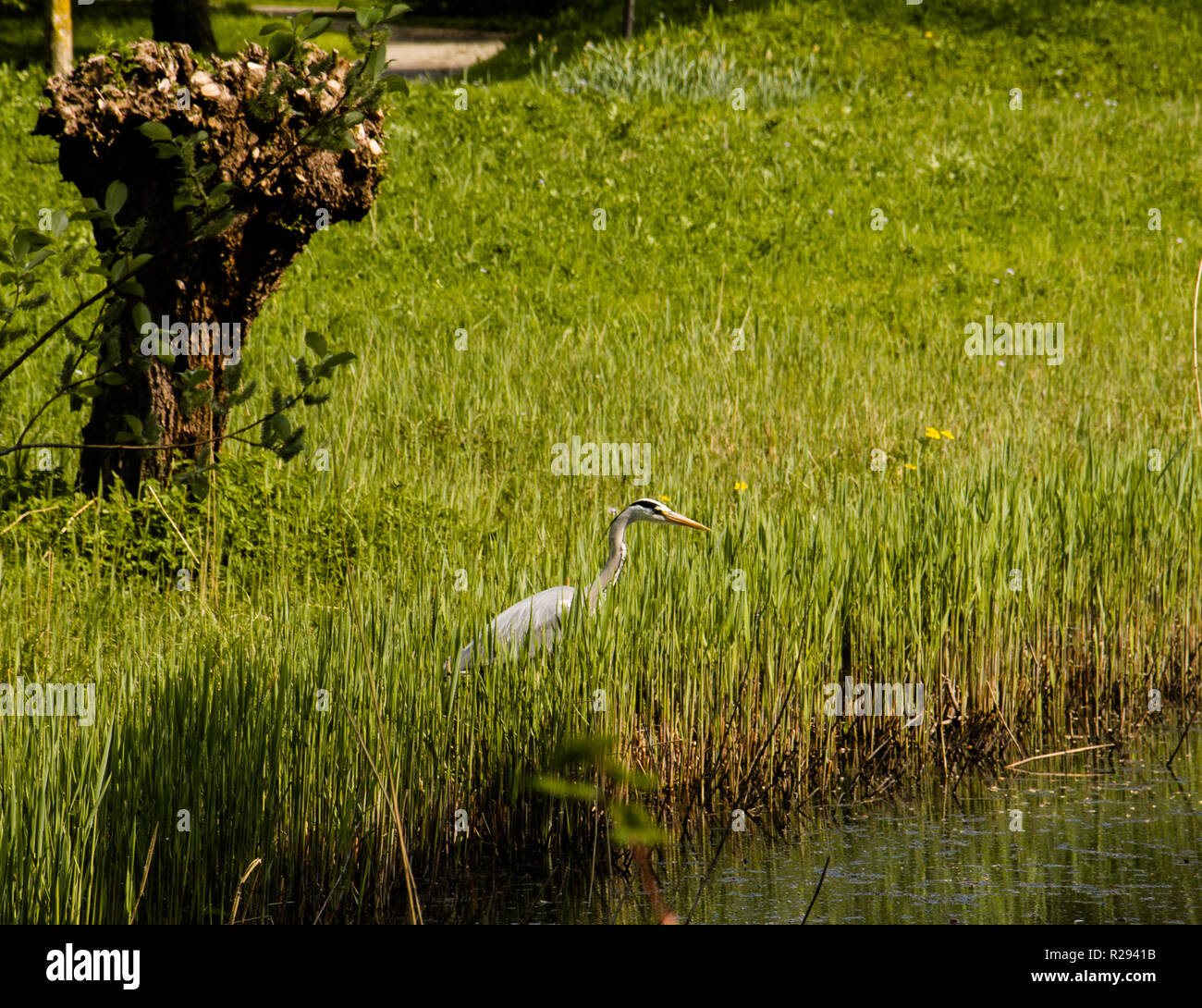 Bird in terra verde Foto Stock