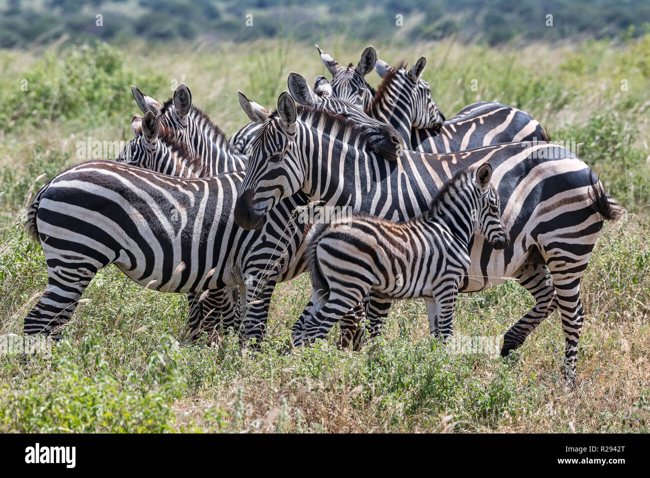 Le pianure zebre (Equus quagga), affollato di animali con i puledri, Tsavo West National Park, Kenya Foto Stock