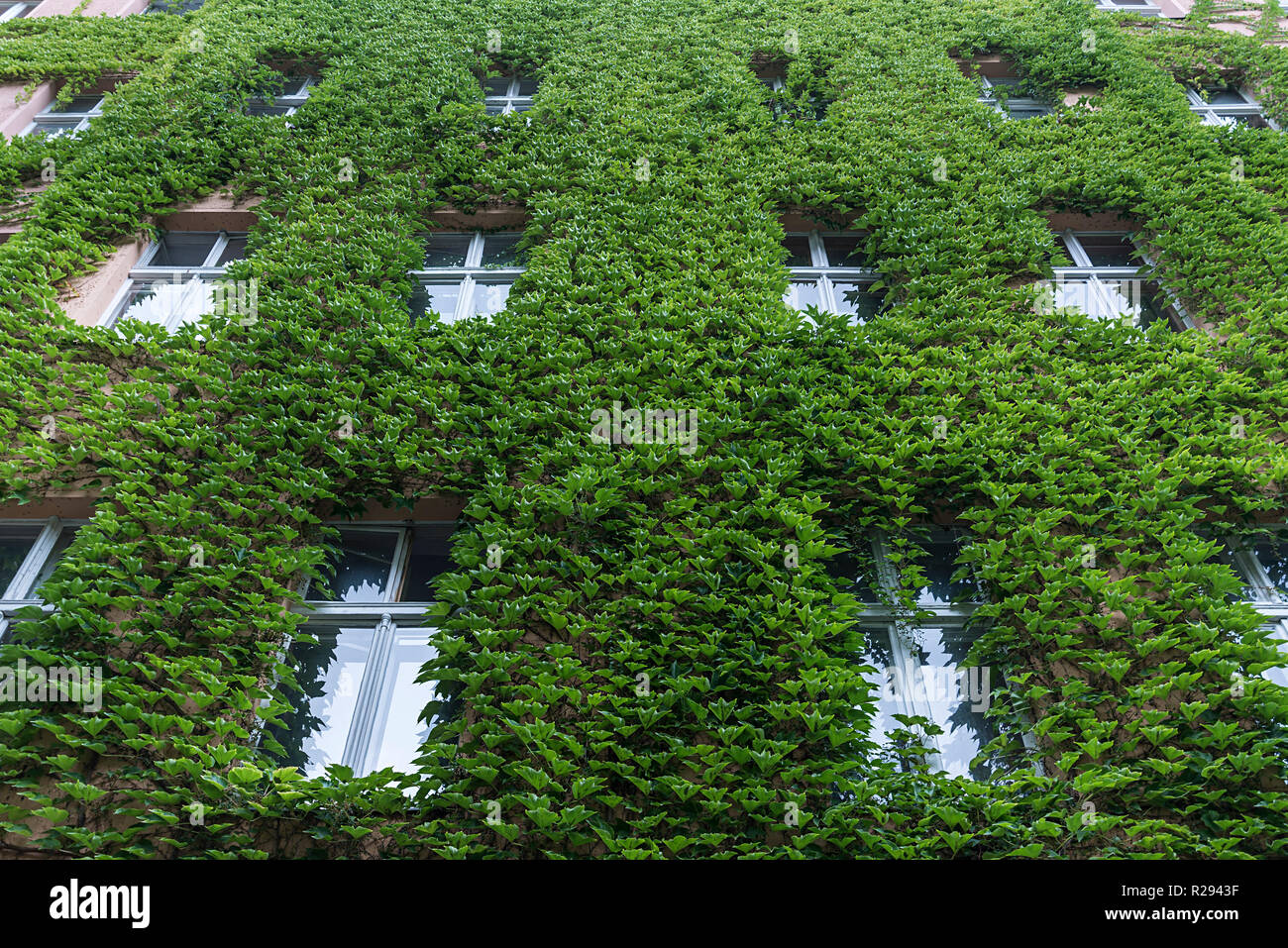 La facciata della casa ricoperta da Boston ivy (Parthenocissus tricuspidata), Berlino, Germania Foto Stock