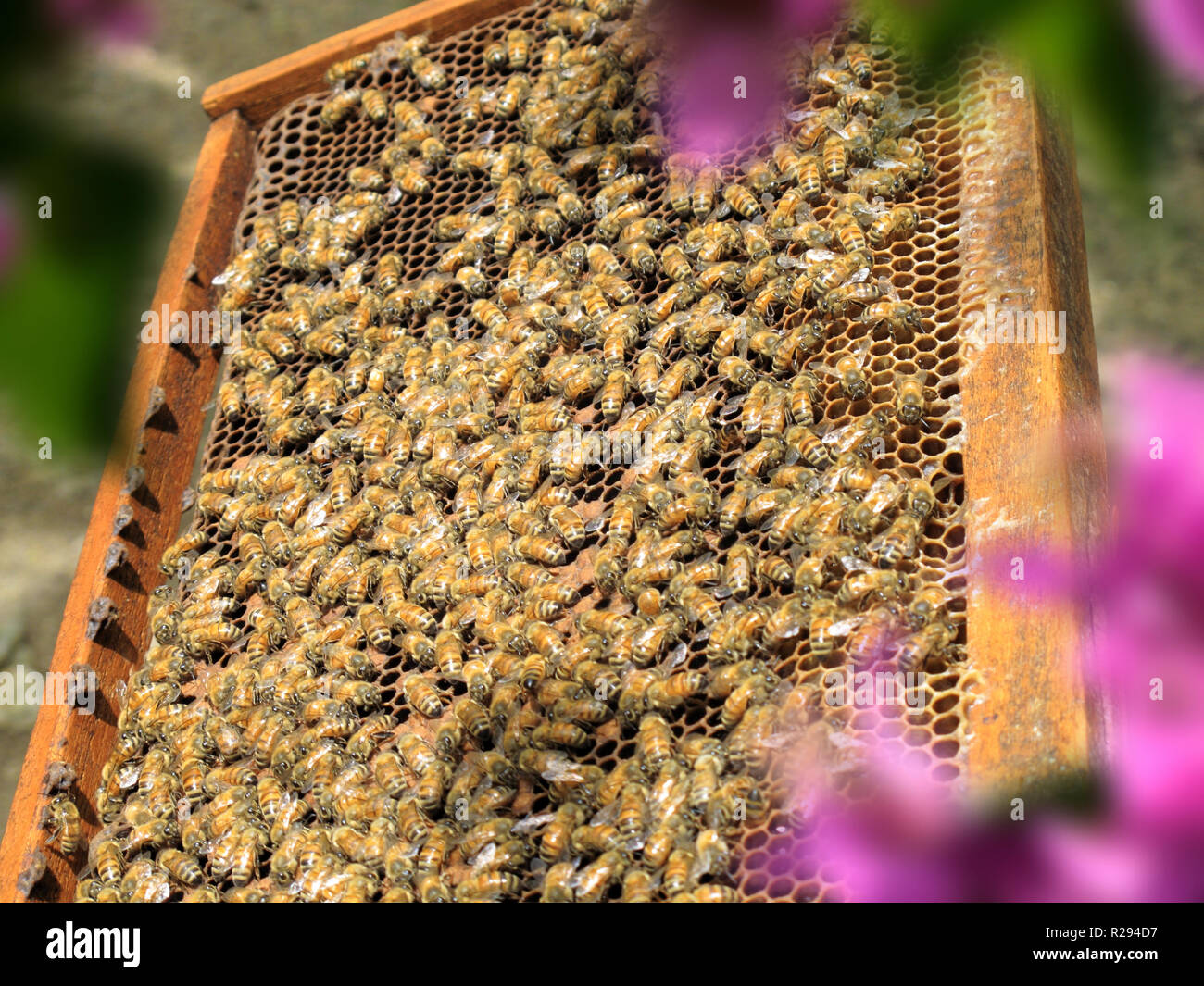 Chiudere il gruppo di api da miele sul nido nel giardino soleggiato Foto Stock