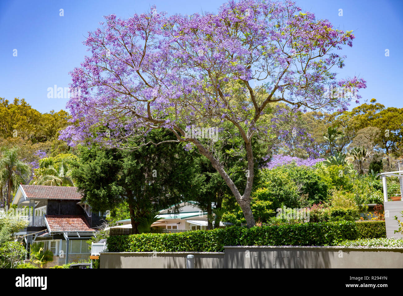 Jacaranda pianta flowering tree di Sydney , Australia durante la stagione primaverile Foto Stock