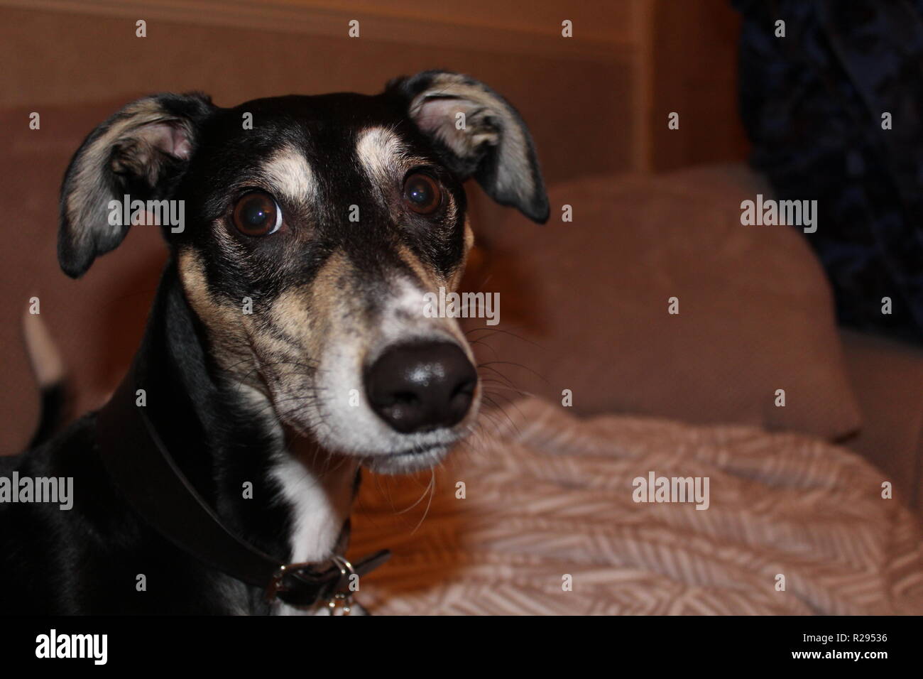 Alta qualità fotografica di un simpatico Lurcher seduti comodamente a casa con la sua coperta Foto Stock