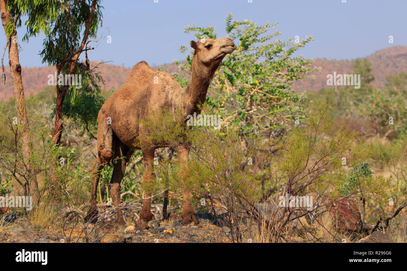 Un feral camel, Camelus dromedarius, alimentazione su una boccola in outback western Queensland, Australia. Foto Stock