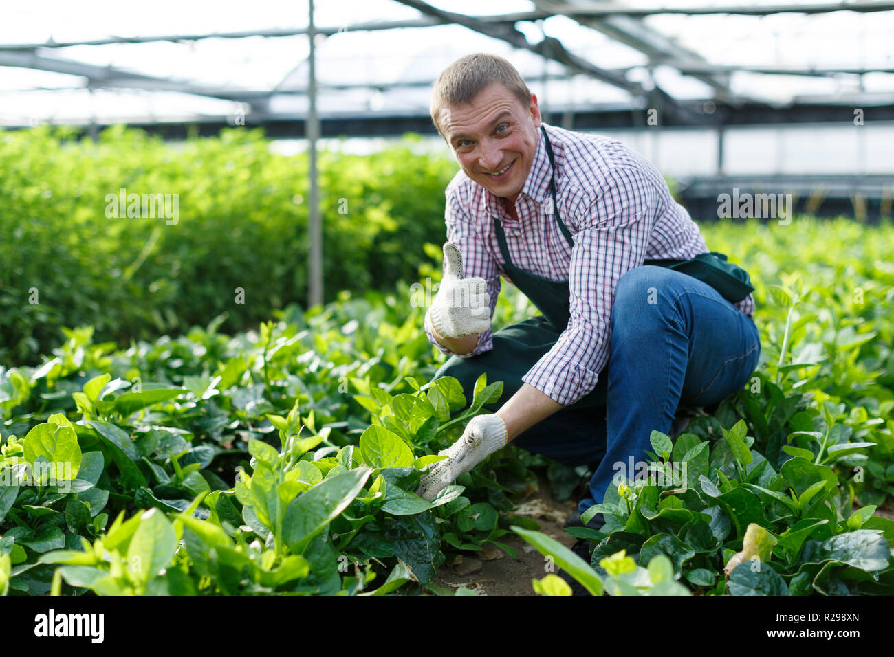 Lavoratore controllo qualità del Malabar piante di spinaci e la rottura di foglie appassite in fattoria di serra Foto Stock
