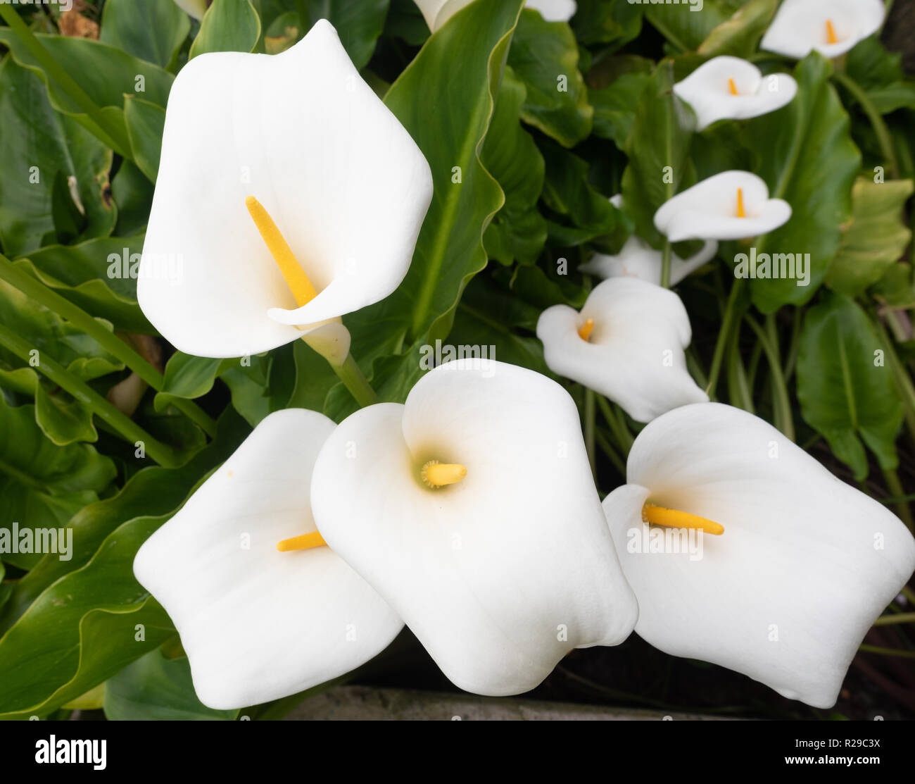 Arum gigli. Giglio Calla. Esotica Zantedeschias bianca con grandi fiori scanalati che si erodono sopra grumi di lussureggiante, fogliame lucido Foto Stock