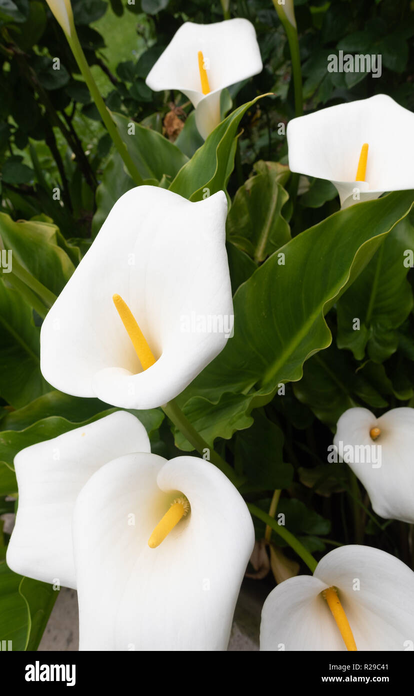 Arum liliy. Giglio Calla. Fiori bianchi di Zantedechia con fogliame verde lucido. Foto Stock