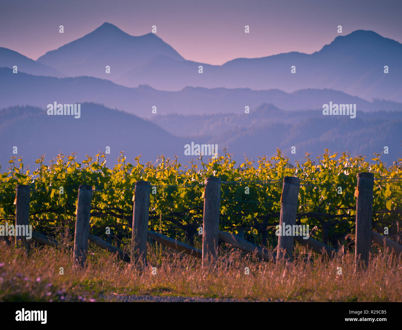 Vista del vigneto con Misty Mountains sullo sfondo al tramonto la regione di Marlborough Nuova Zelanda Foto Stock