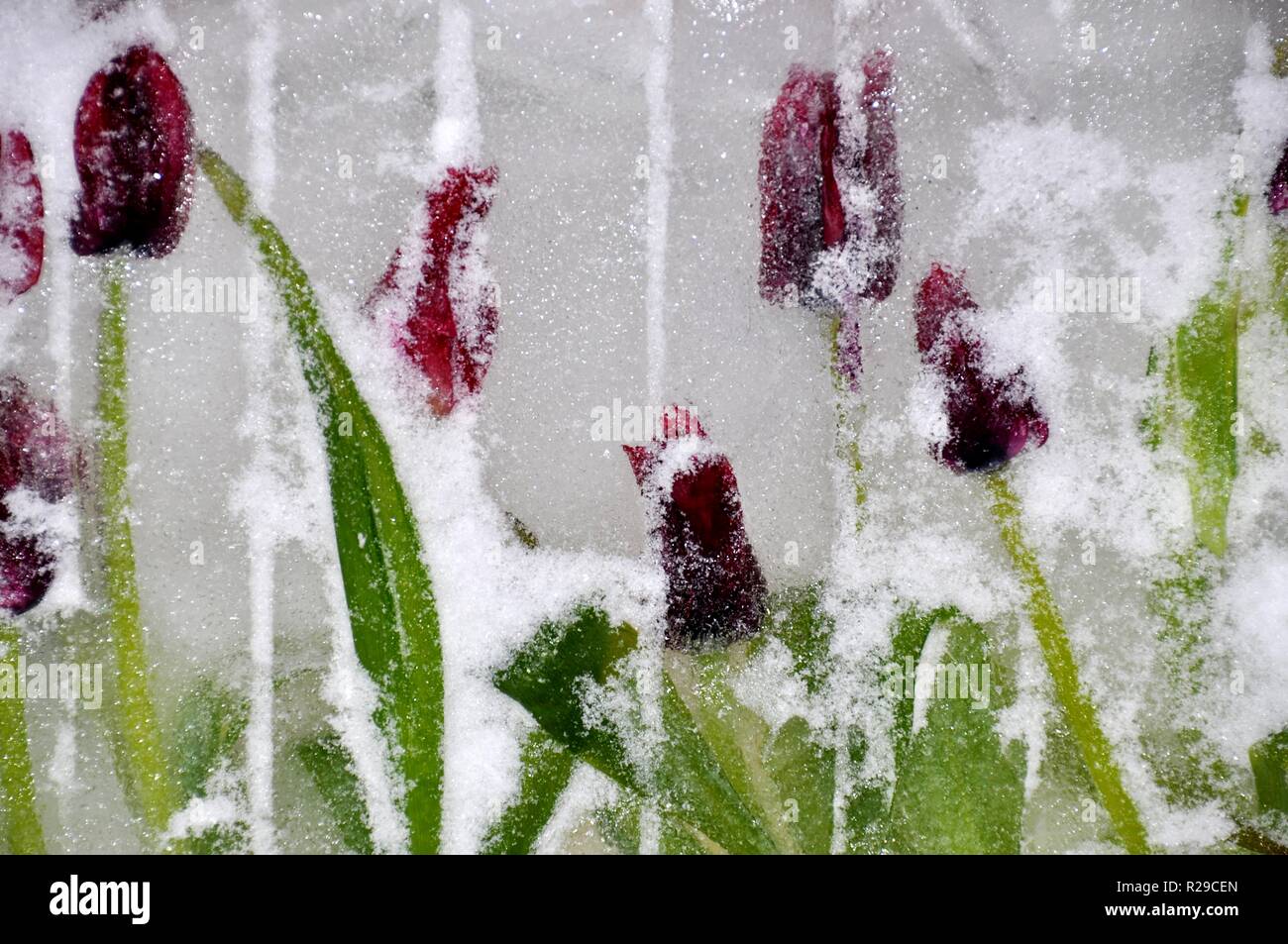 Decorazione realizzata da tulipani congelate in ghiaccio Foto Stock