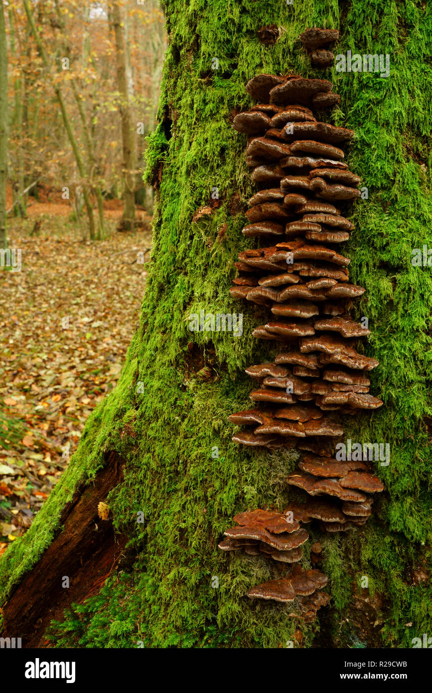Staffa funghi che crescono su un muschio coperto ceppo di albero Foto Stock