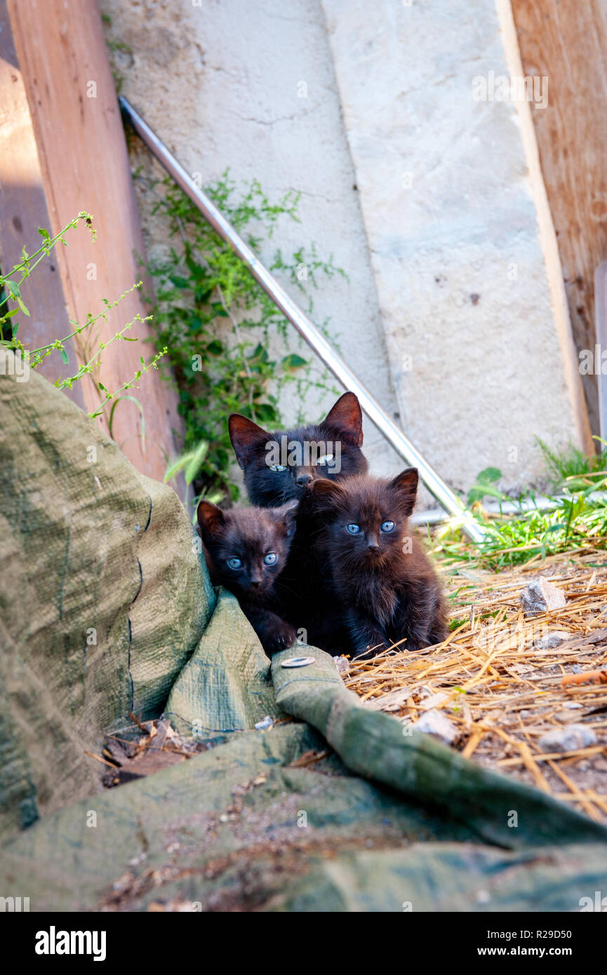 Un piccolo e accogliente e molto giocoso famiglia di gatti e gattini su questo grazioso agriturismo nelle montagne d'Abruzzo in Italia. Foto Stock