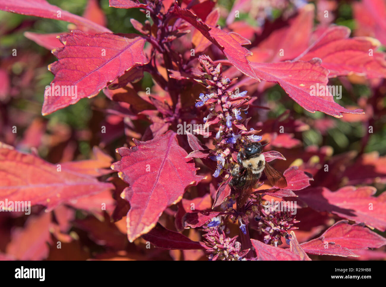 Primo piano di comune bumblebee la raccolta del polline di piante da fiore in Lexington, Kentucky Foto Stock