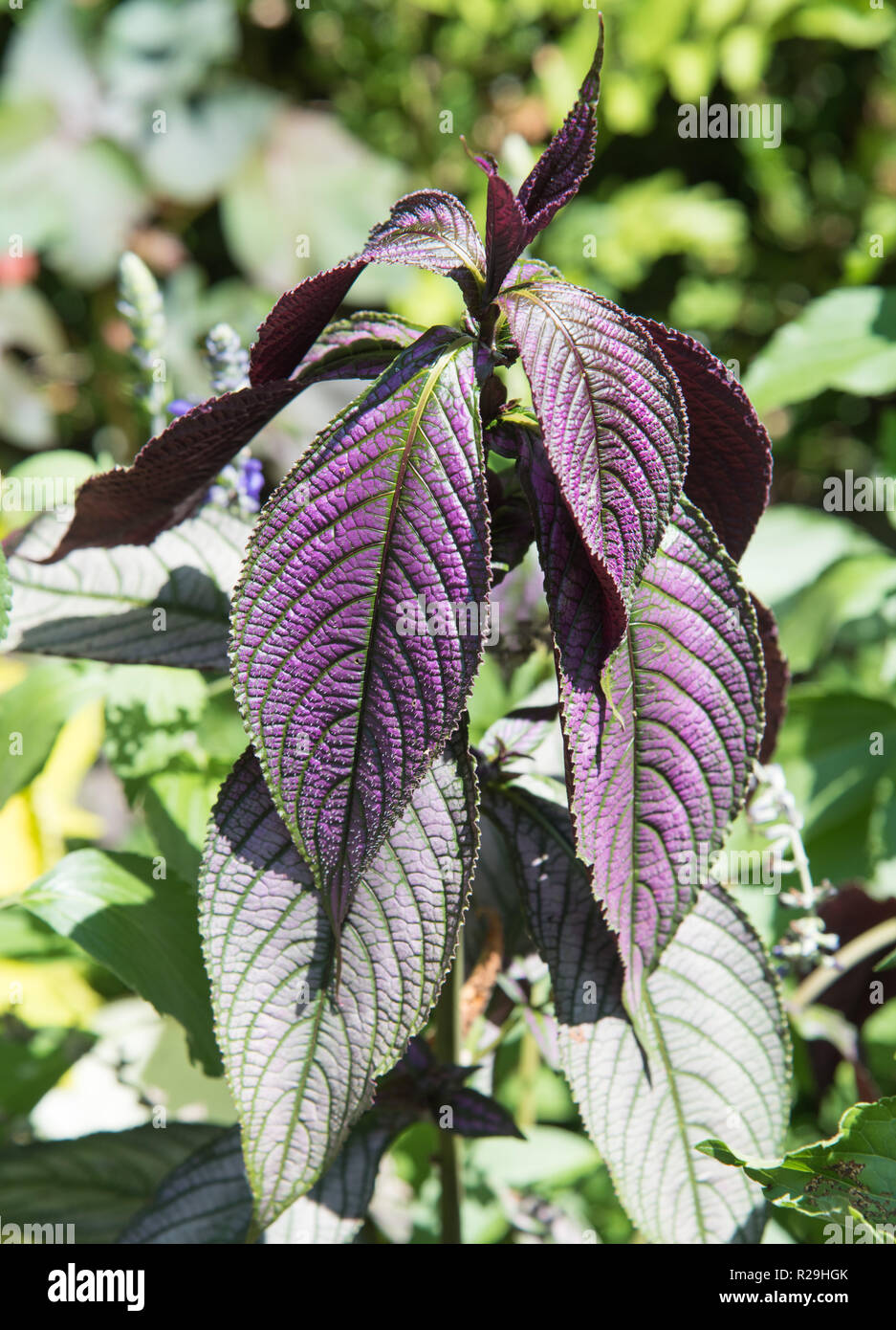 Primo piano di foglie di viola del strobilanthes dyeriana impianto in una giornata di sole in un giardino all'aperto. Foto Stock