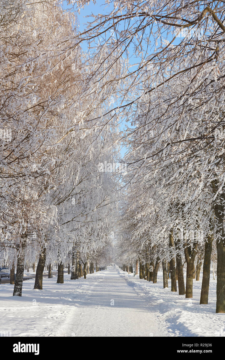 Nevoso percorso a piedi in winter park alley su luminosa giornata di sole in background Foto Stock