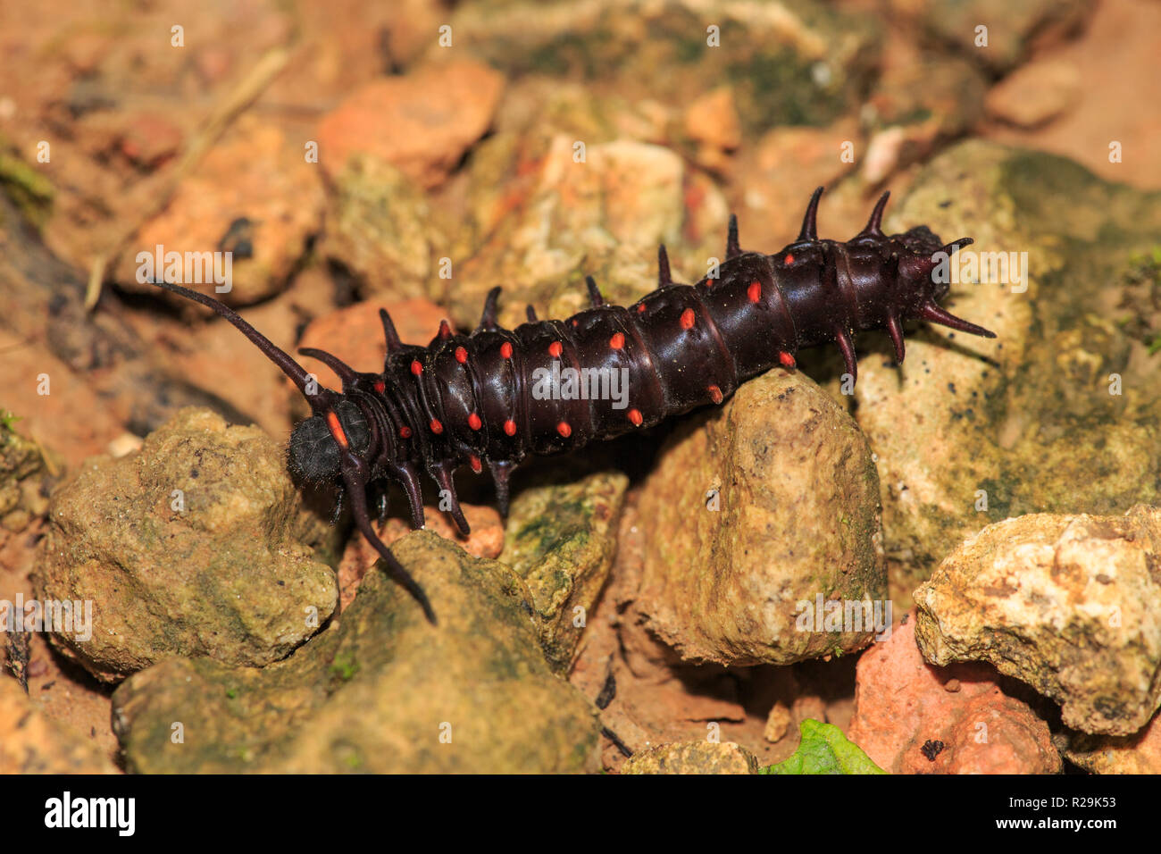 A coda di rondine Pipevine caterpillar - Battus philenor sul terreno. Foto Stock