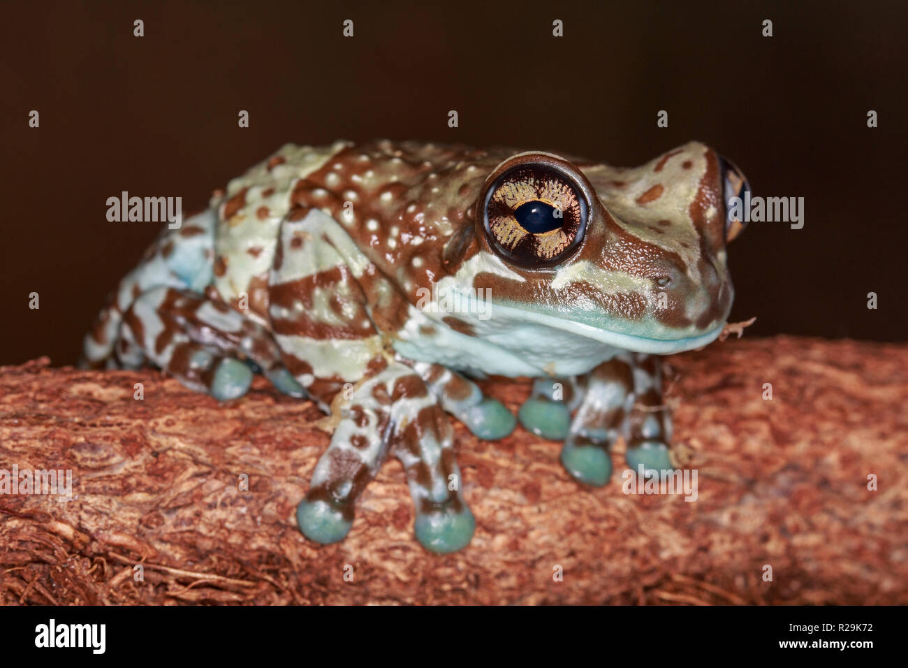 Missione golden-eyed raganella o Amazon latte (rana Trachycephalus resinifictrix) ho Foto Stock