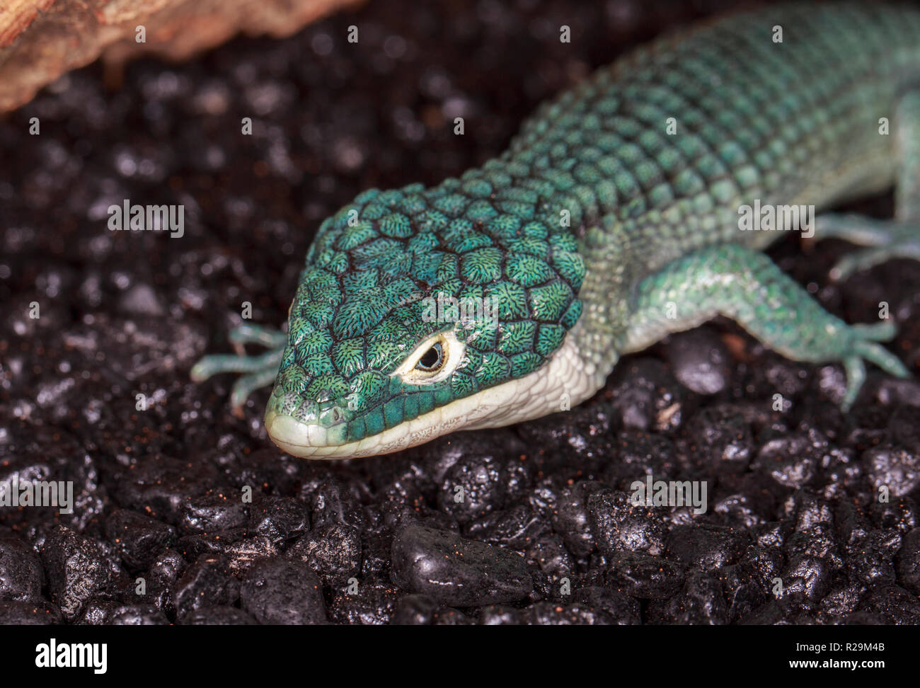 Alligatore arboree lizard (Abronia graminea) Foto Stock