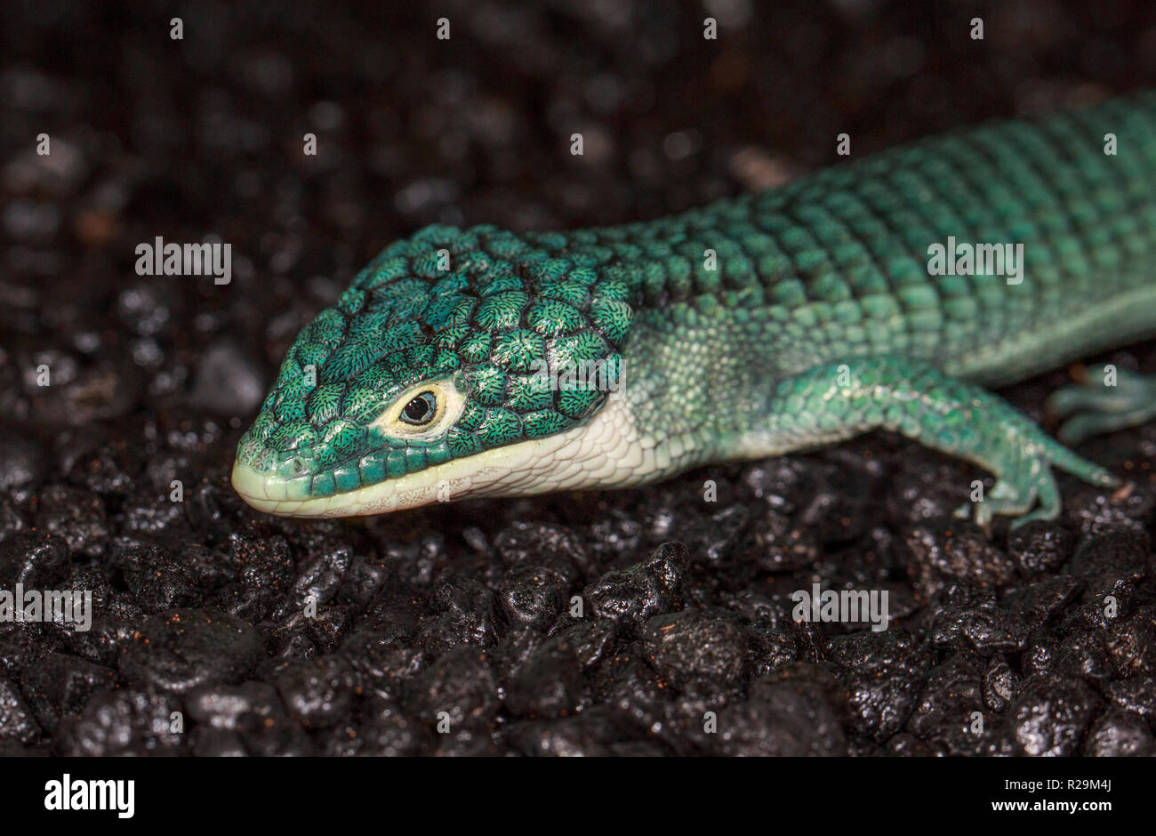 Alligatore arboree lizard (Abronia graminea) Foto Stock