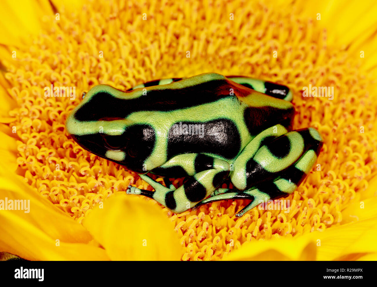 Verde-e-veleno nero rana dart Foto Stock