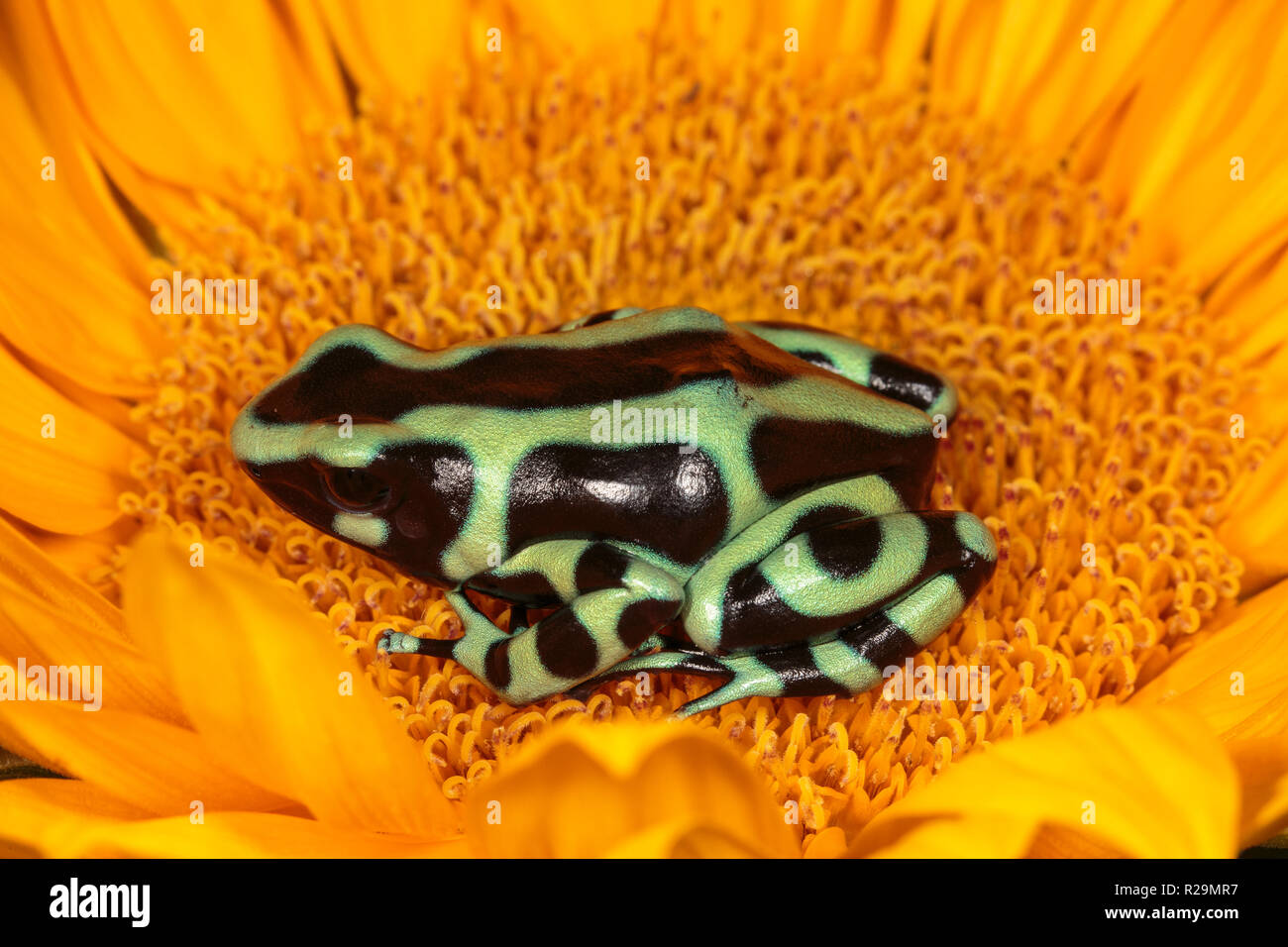 Verde-e-veleno nero rana dart Foto Stock