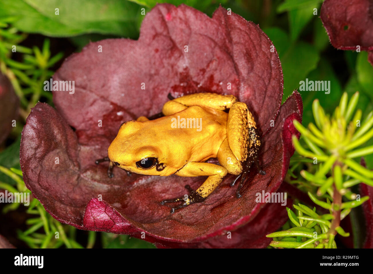Golden poison frog (Phyllobates terribilis) Foto Stock