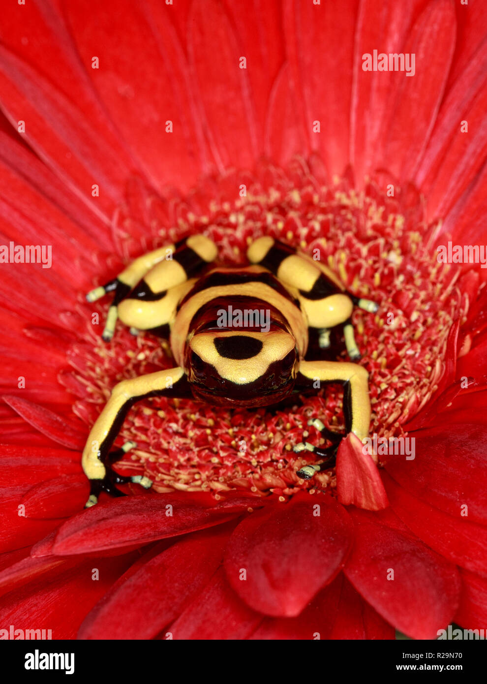 Fasce gialle veleno (Rana Dendrobates leucomelas) sul fiore rosso (gerbera daisy) Foto Stock