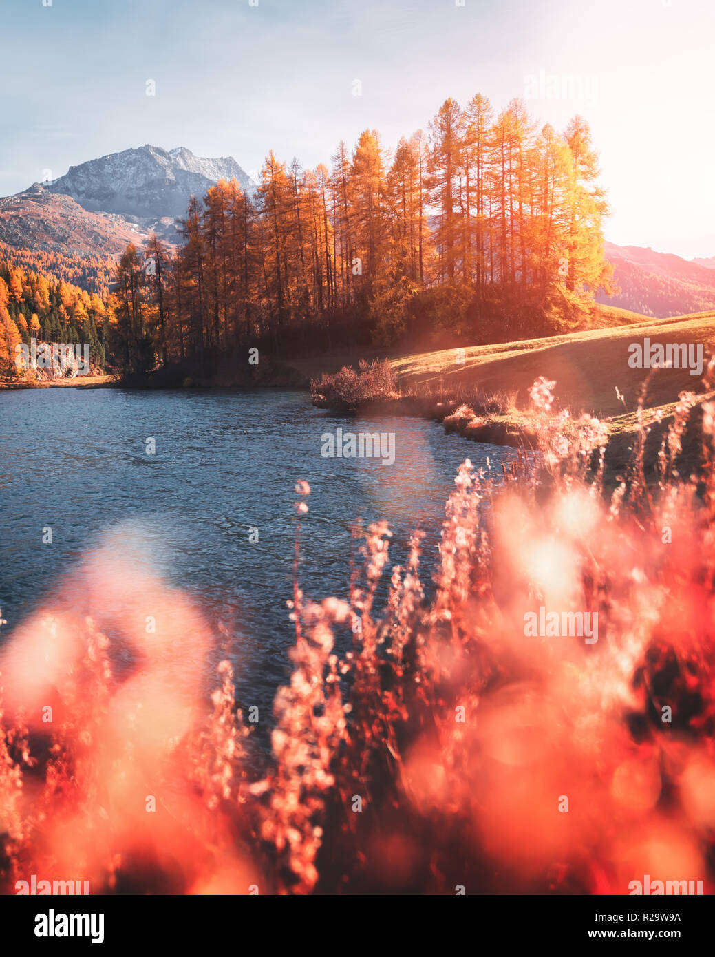 Vista pittoresca su autunno lago di Silvaplana nelle Alpi Svizzere. Foresta colorati con Arancio larice e montagne innevate sullo sfondo. Svizzera Foto Stock
