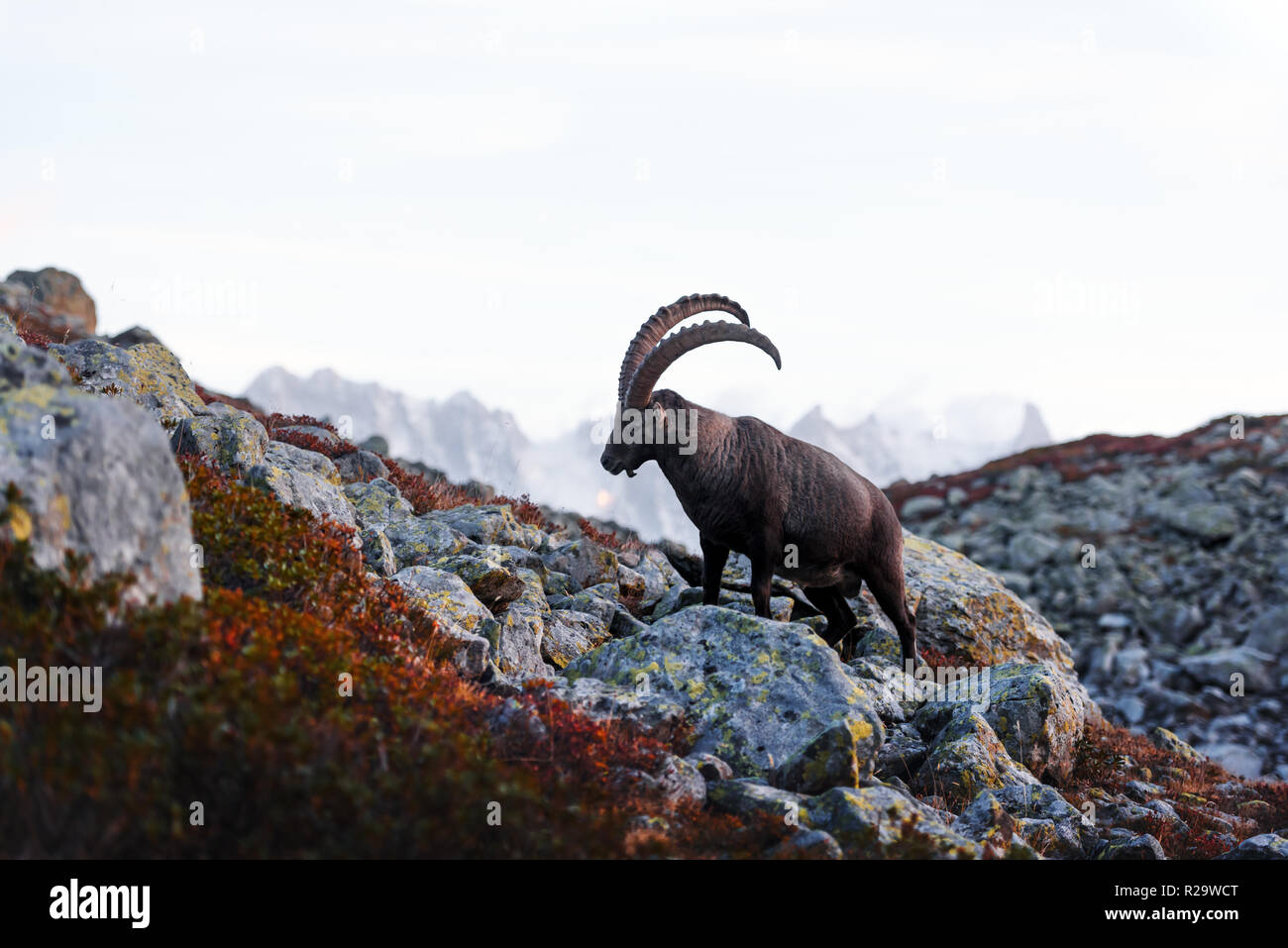 Carpa Alpine Ibex (capra selvatica) in Francia Alpi. Monte Bianco gamma con Mont Blanc mountain sullo sfondo. Vallon de Berard Nature Preserve Foto Stock