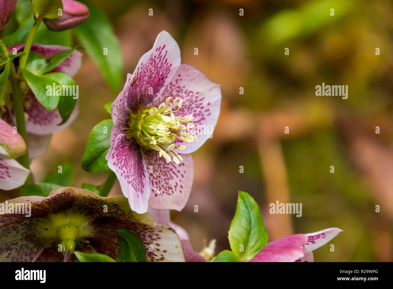 L'elleboro cresce in un giardino in primavera in Galles, Regno Unito Foto Stock